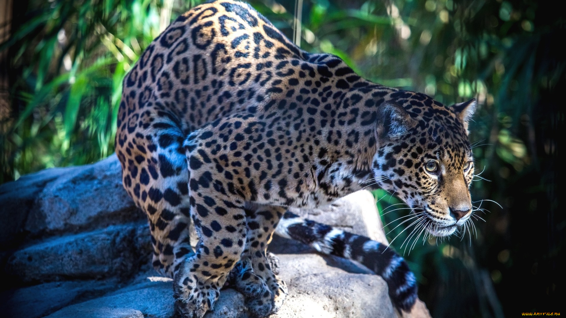 животные, Ягуары, ягуар, пятна, хищник