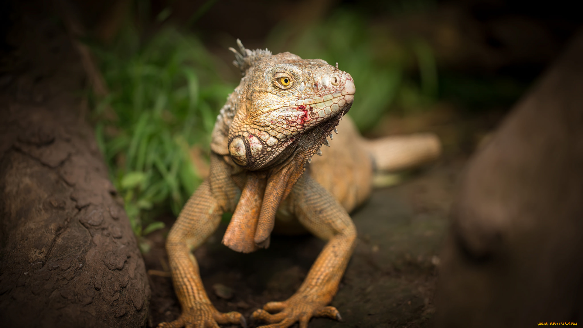 животные, Ящерицы, , игуаны, , вараны, игуана