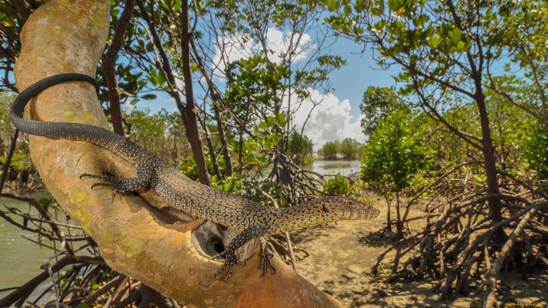 животные, Ящерицы, , игуаны, , вараны, ящерица, дерево, листья, природа
