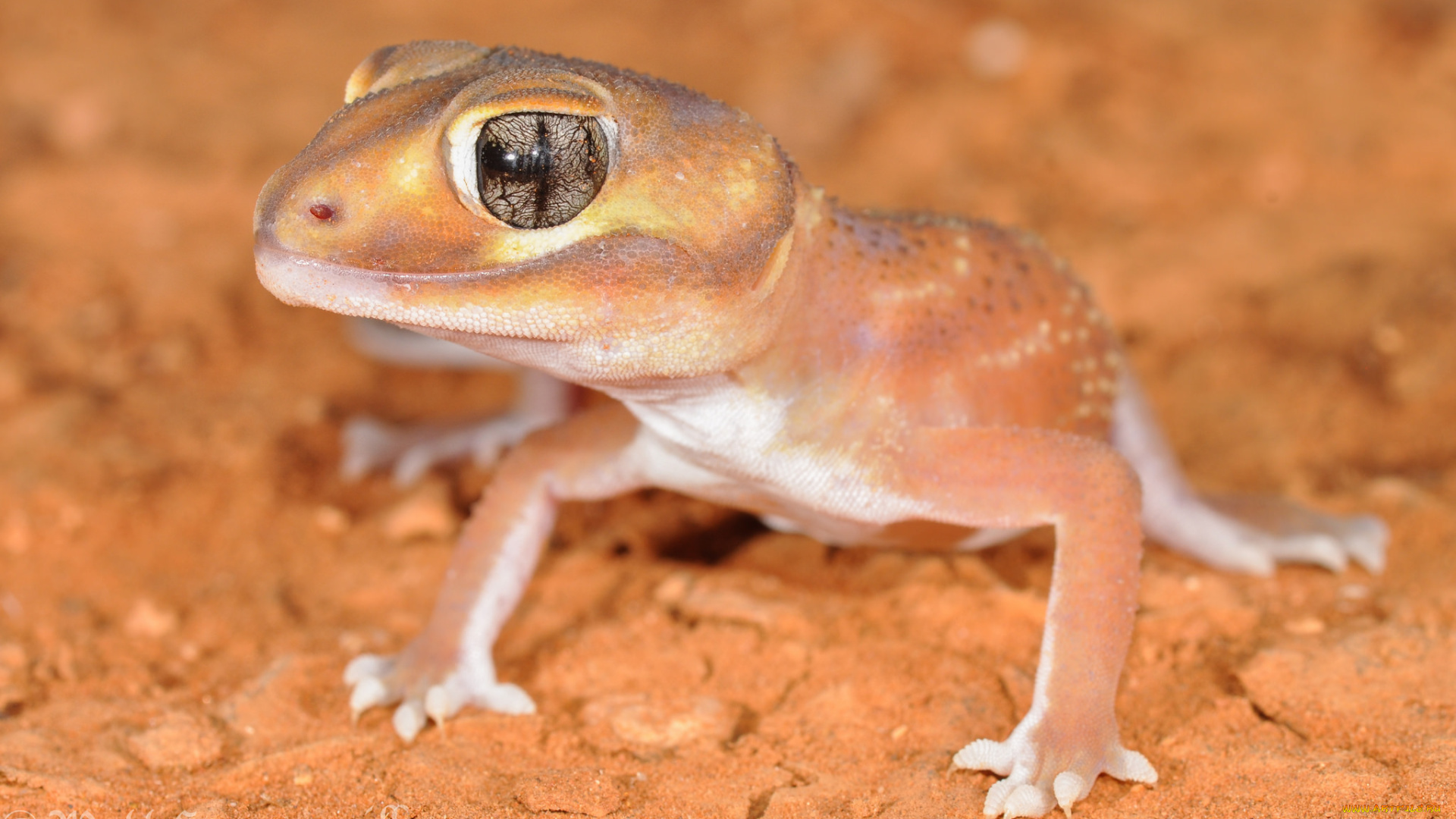 животные, Ящерицы, , игуаны, , вараны, ящерица, взгляд