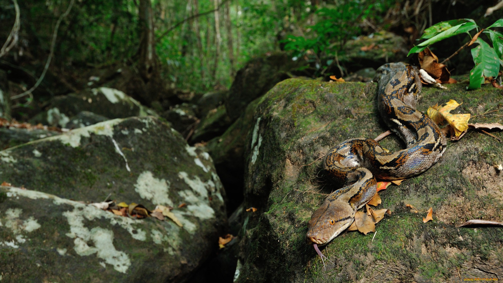 животные, змеи, , питоны, , кобры, камень, питон