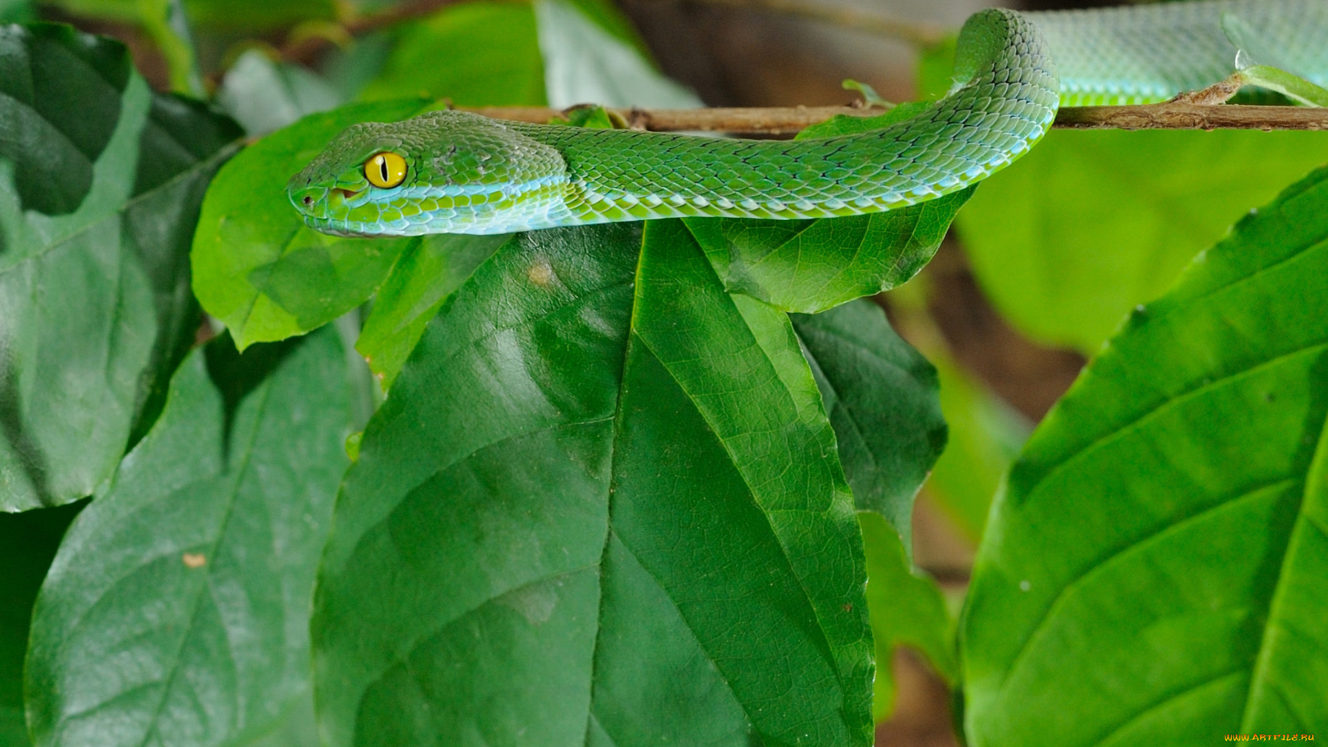 животные, змеи, , питоны, , кобры, змея, листья