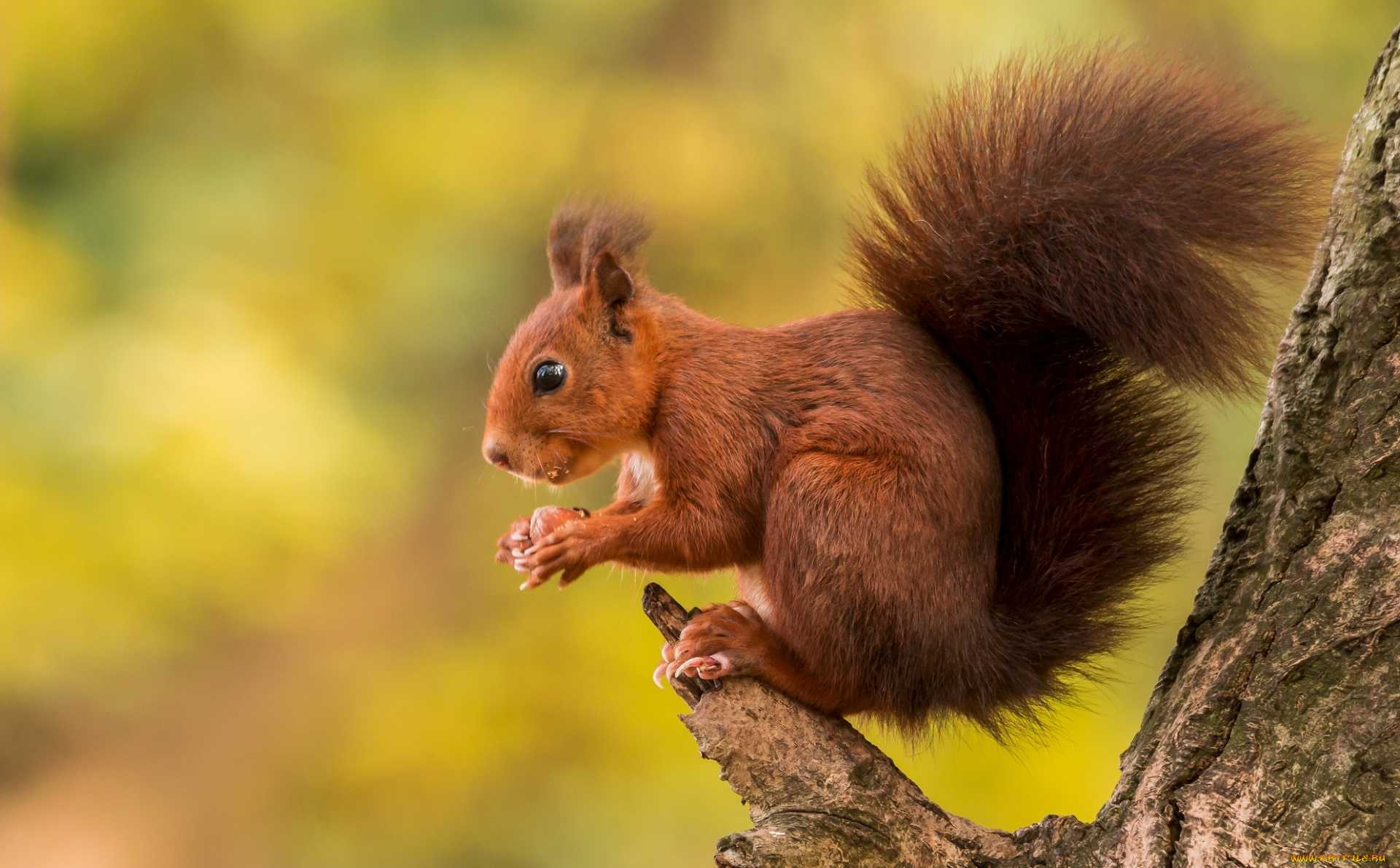 животные, белки, дерево, белка, орех, хвост, рыжий, зверек