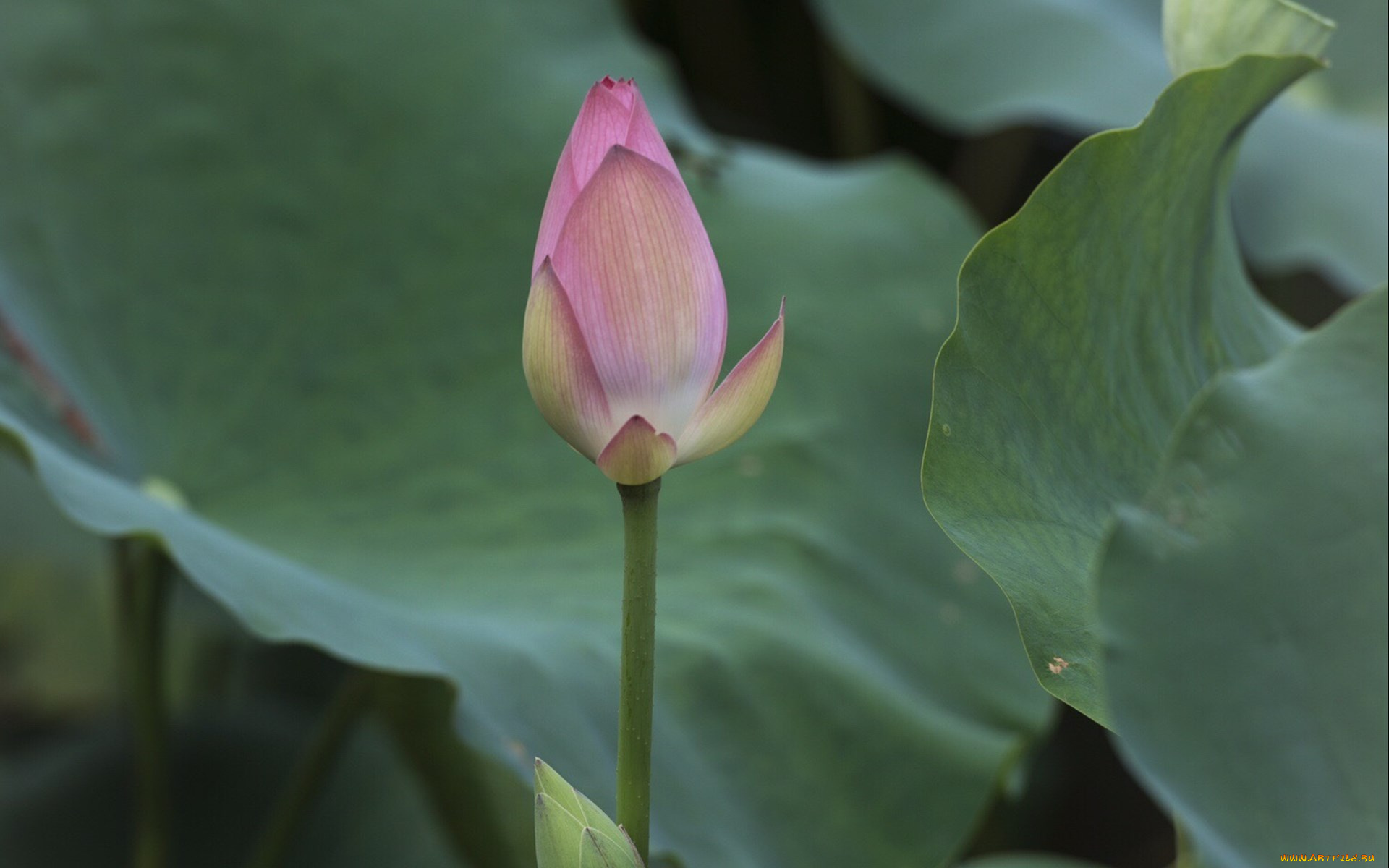 цветы, лотосы, цветок