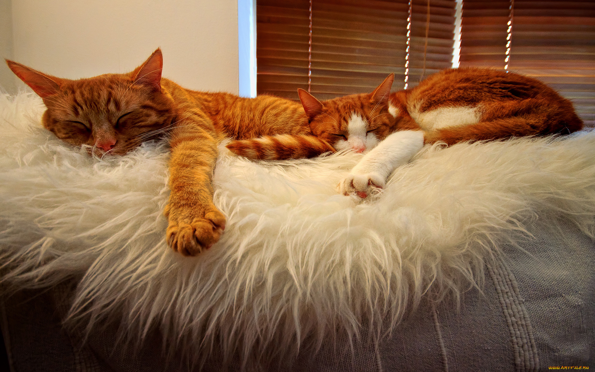 животные, коты, cats, tabbies, orange, sleeping, buddies