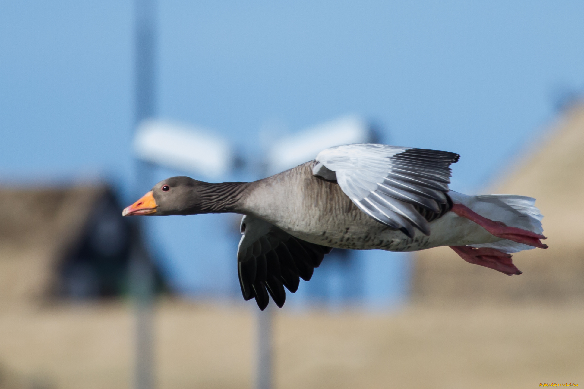 животные, гуси, гусь