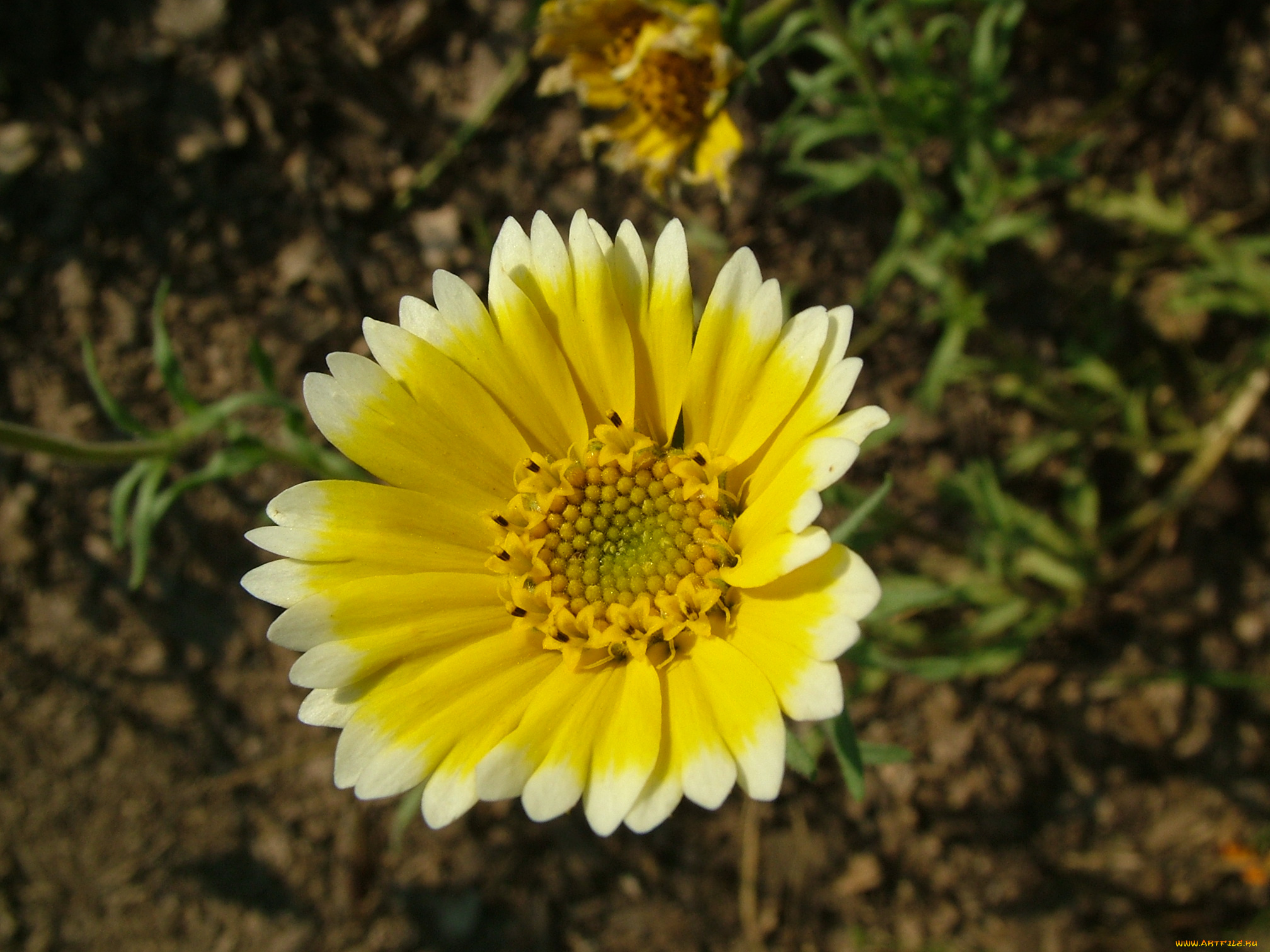 цветы, лепестки