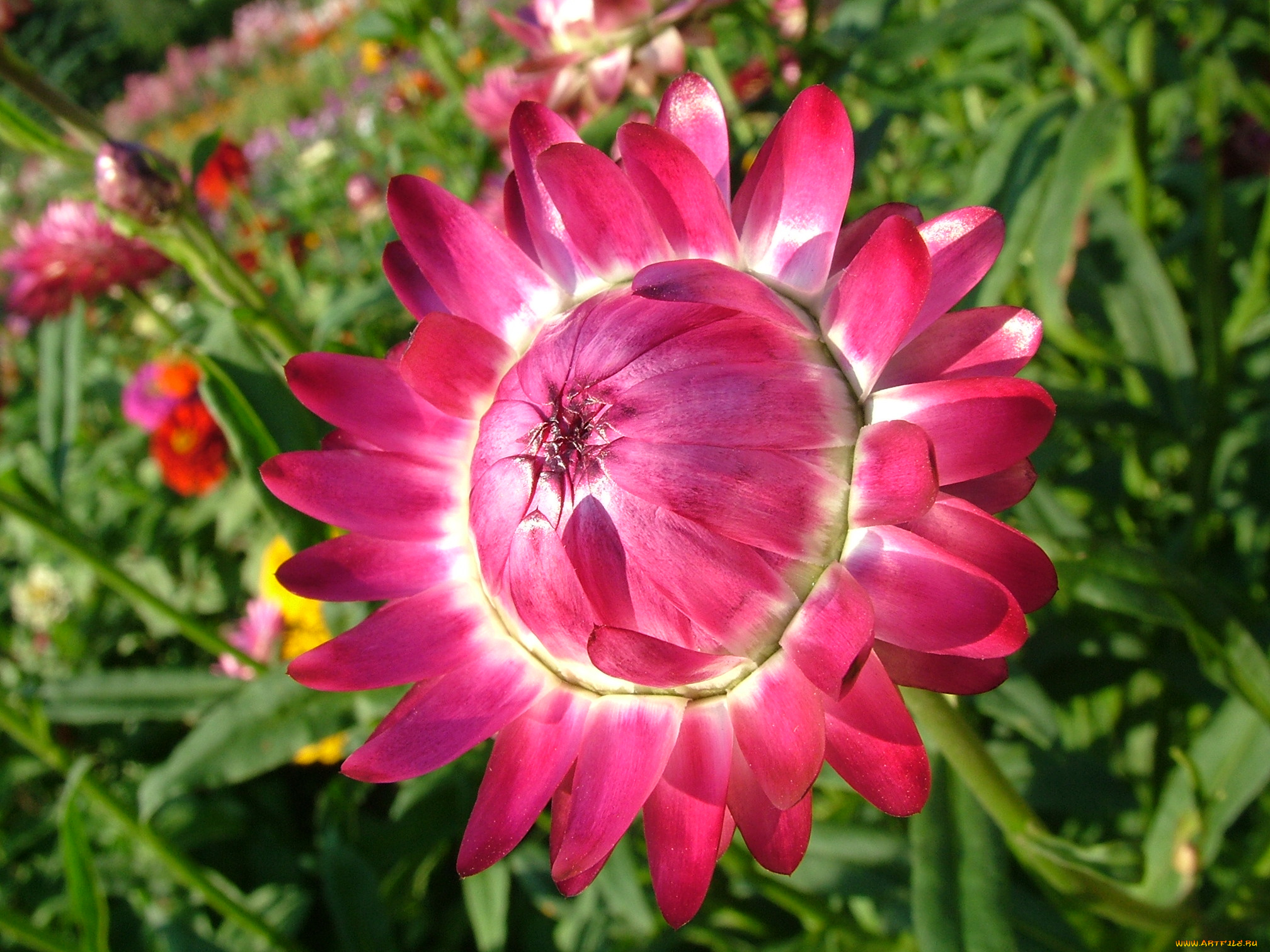 цветы, лепестки