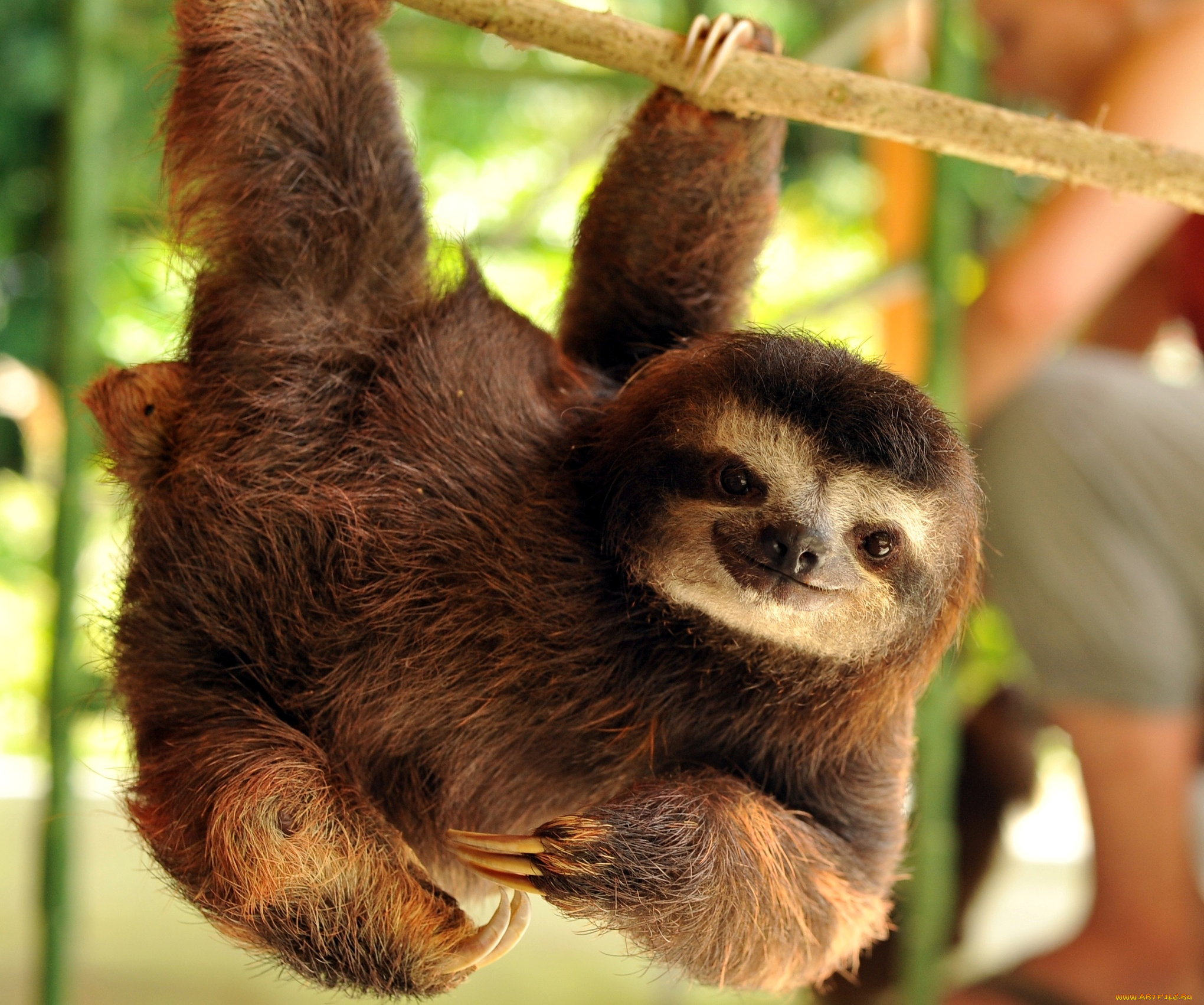 животные, ленивцы, улыбка, ветка, когти, ленивец