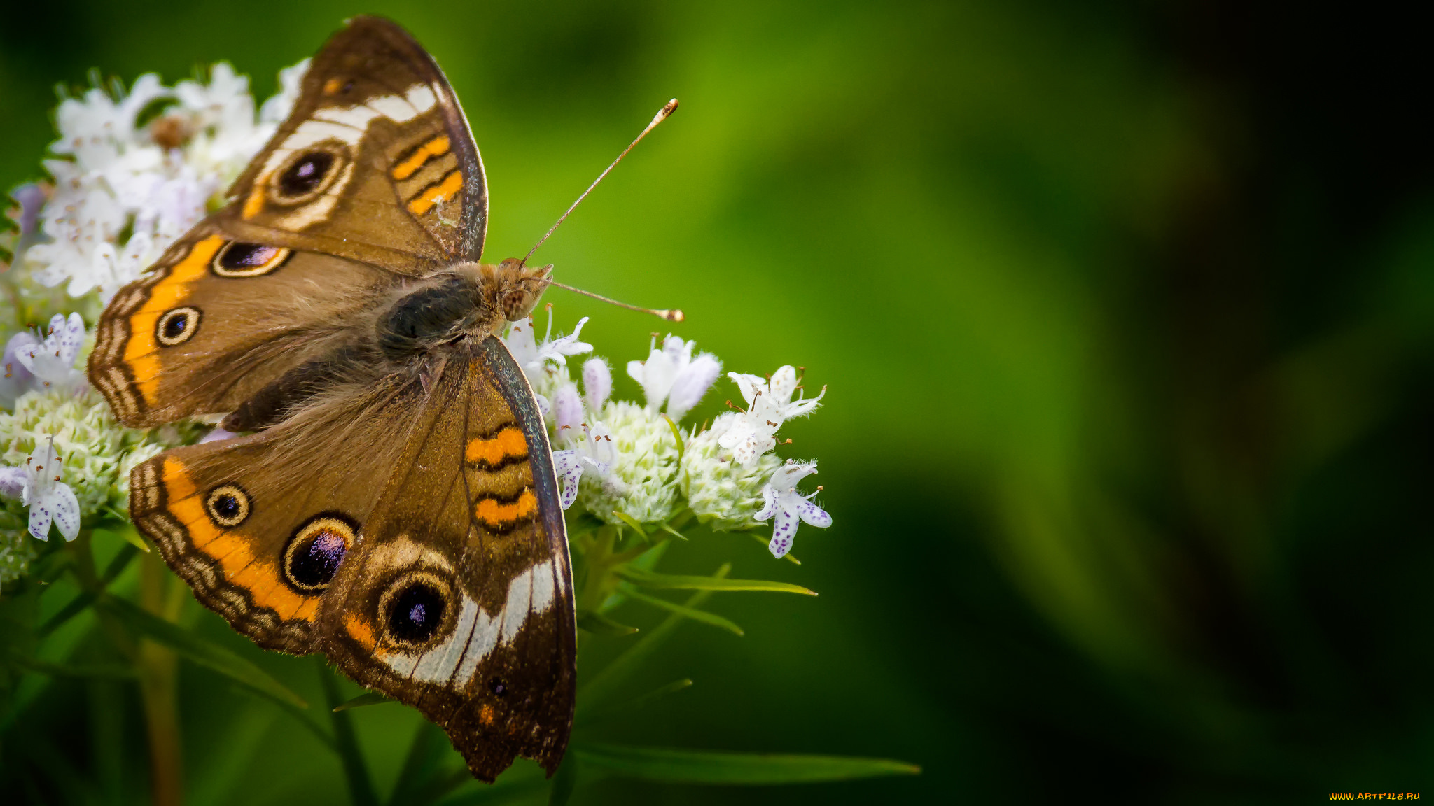 животные, бабочки, , мотыльки, , моли, бабочка