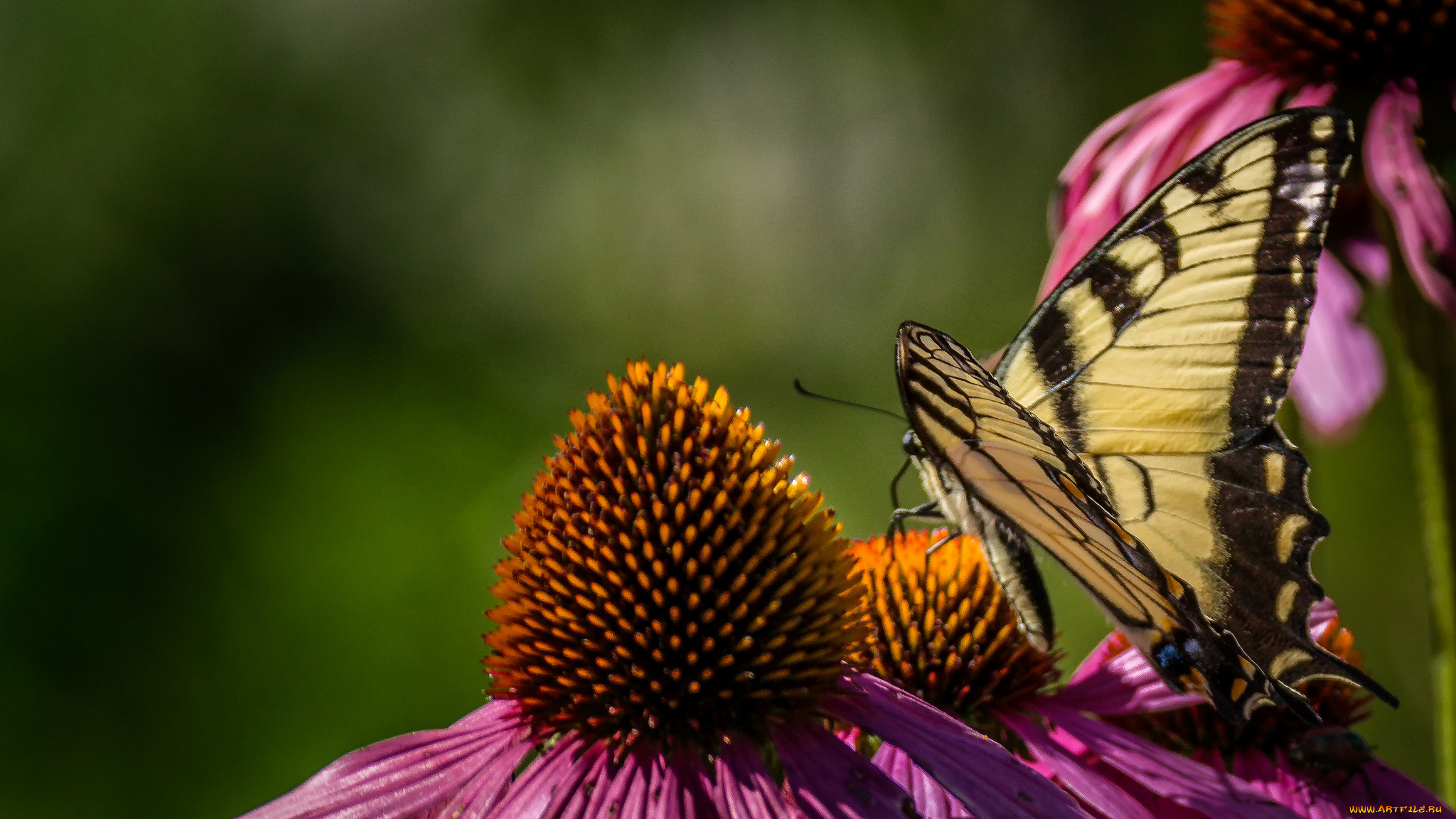 животные, бабочки, , мотыльки, , моли, бабочка