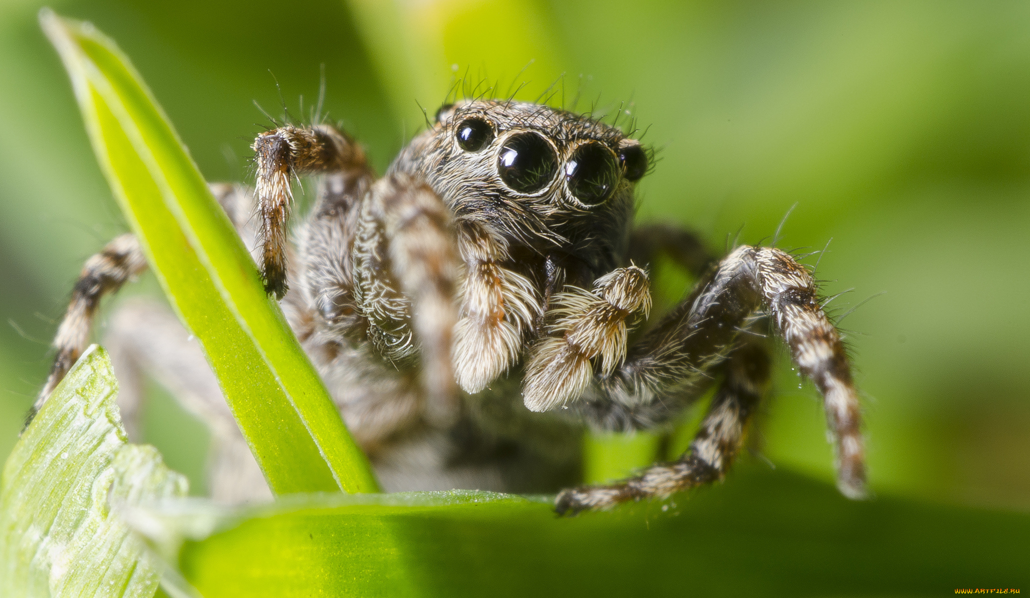 животные, пауки, паучок