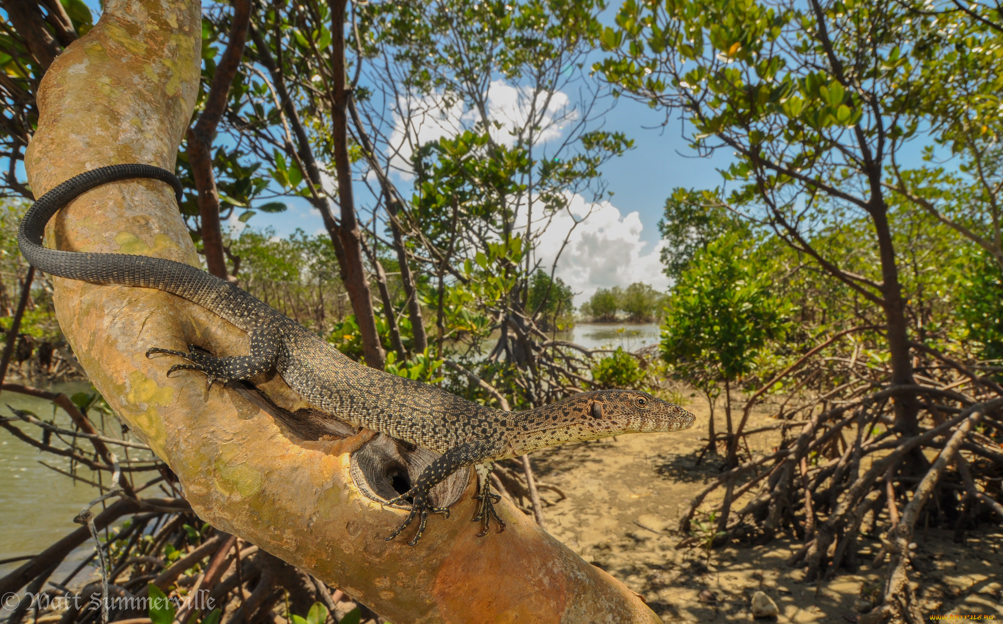 животные, Ящерицы, , игуаны, , вараны, ящерица, дерево, листья, природа