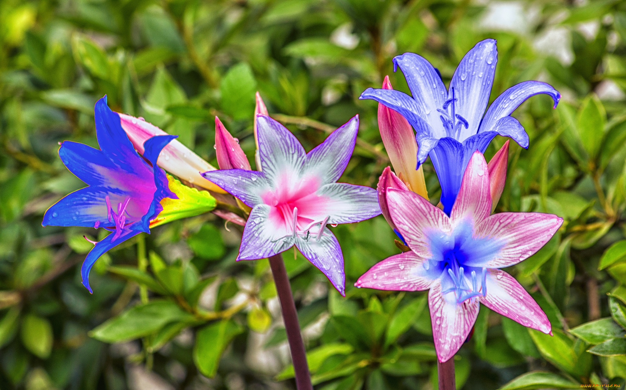 разное, компьютерный, дизайн, цветы, обработка