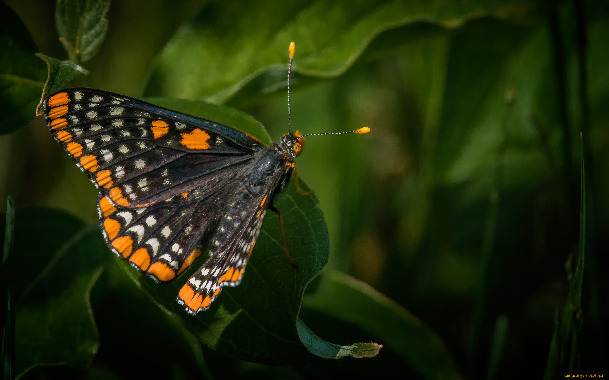 животные, бабочки, , мотыльки, , моли, бабочка