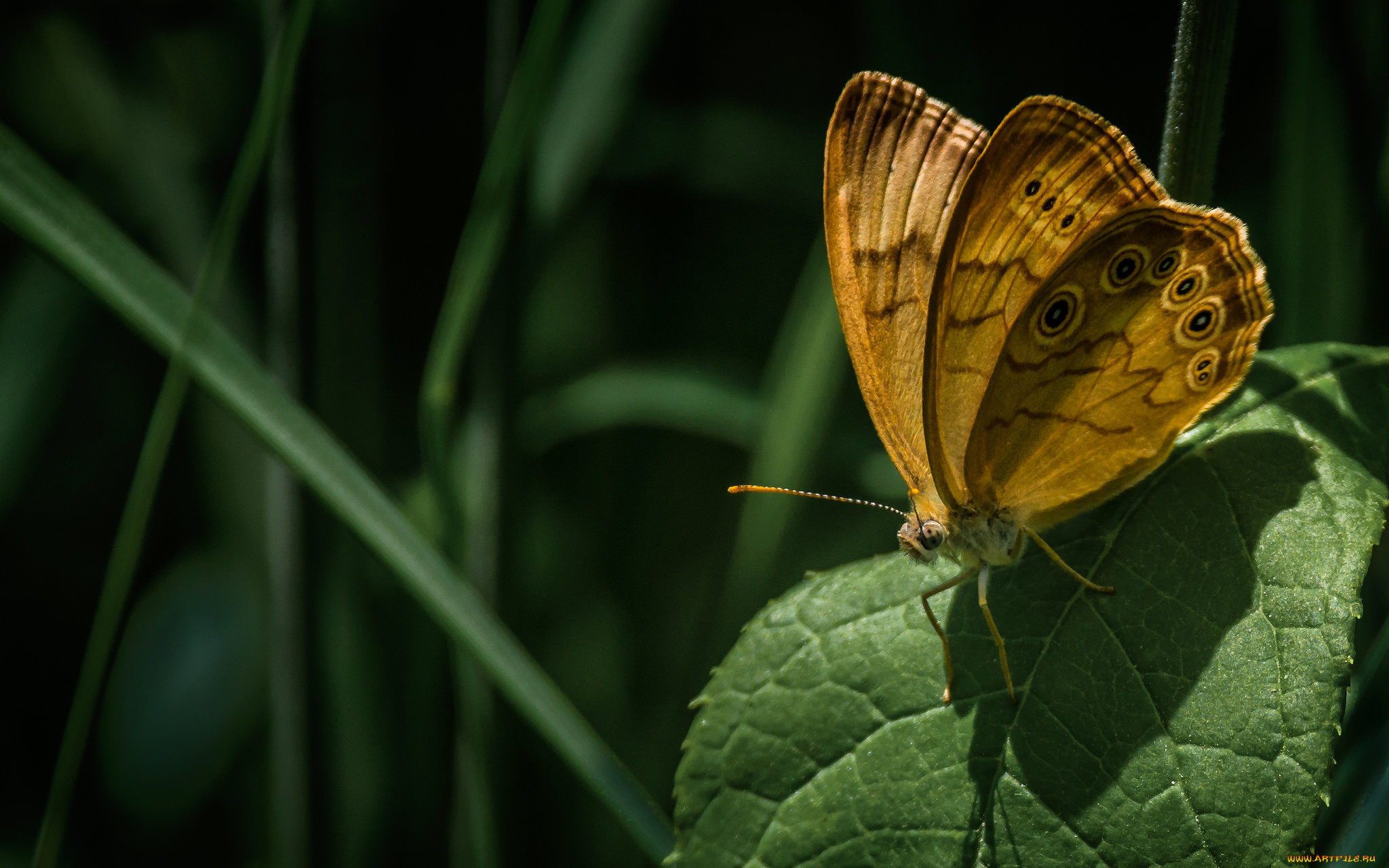 животные, бабочки, , мотыльки, , моли, бабочка