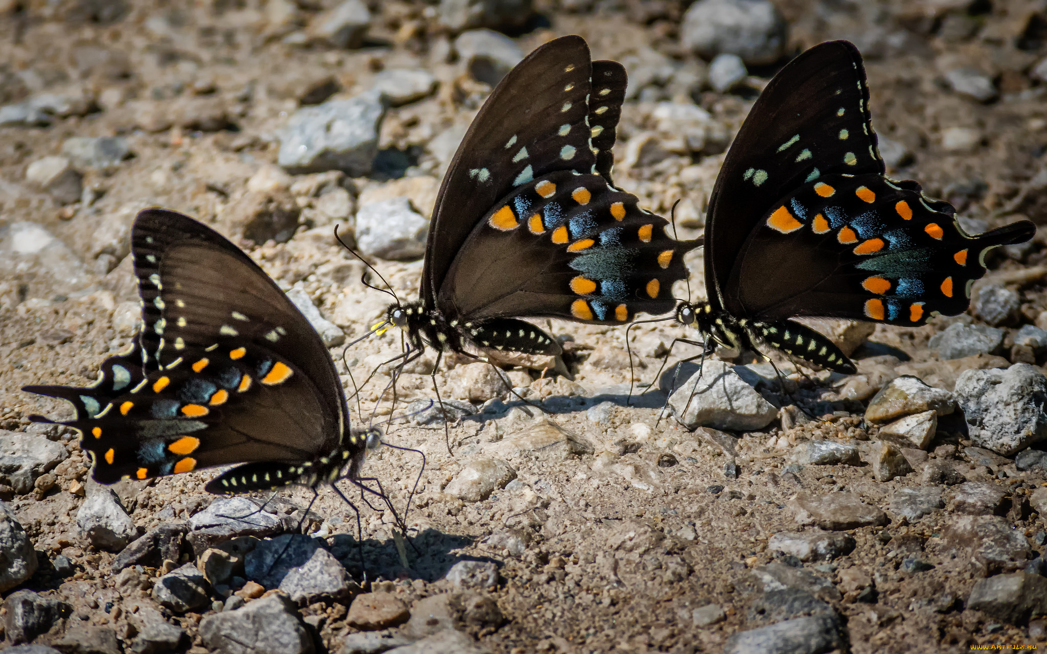 животные, бабочки, , мотыльки, , моли, бабочка