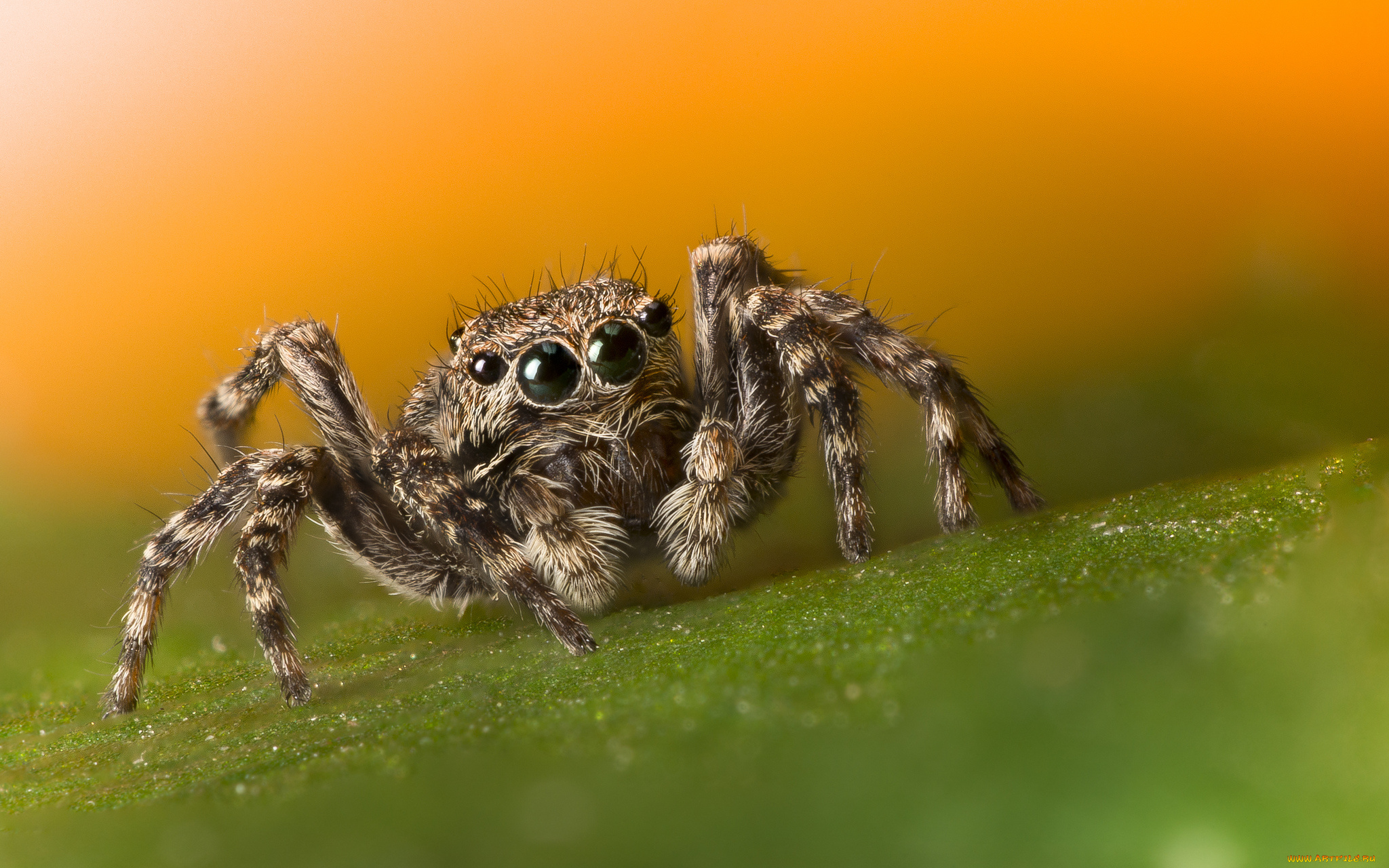 животные, пауки, паучок