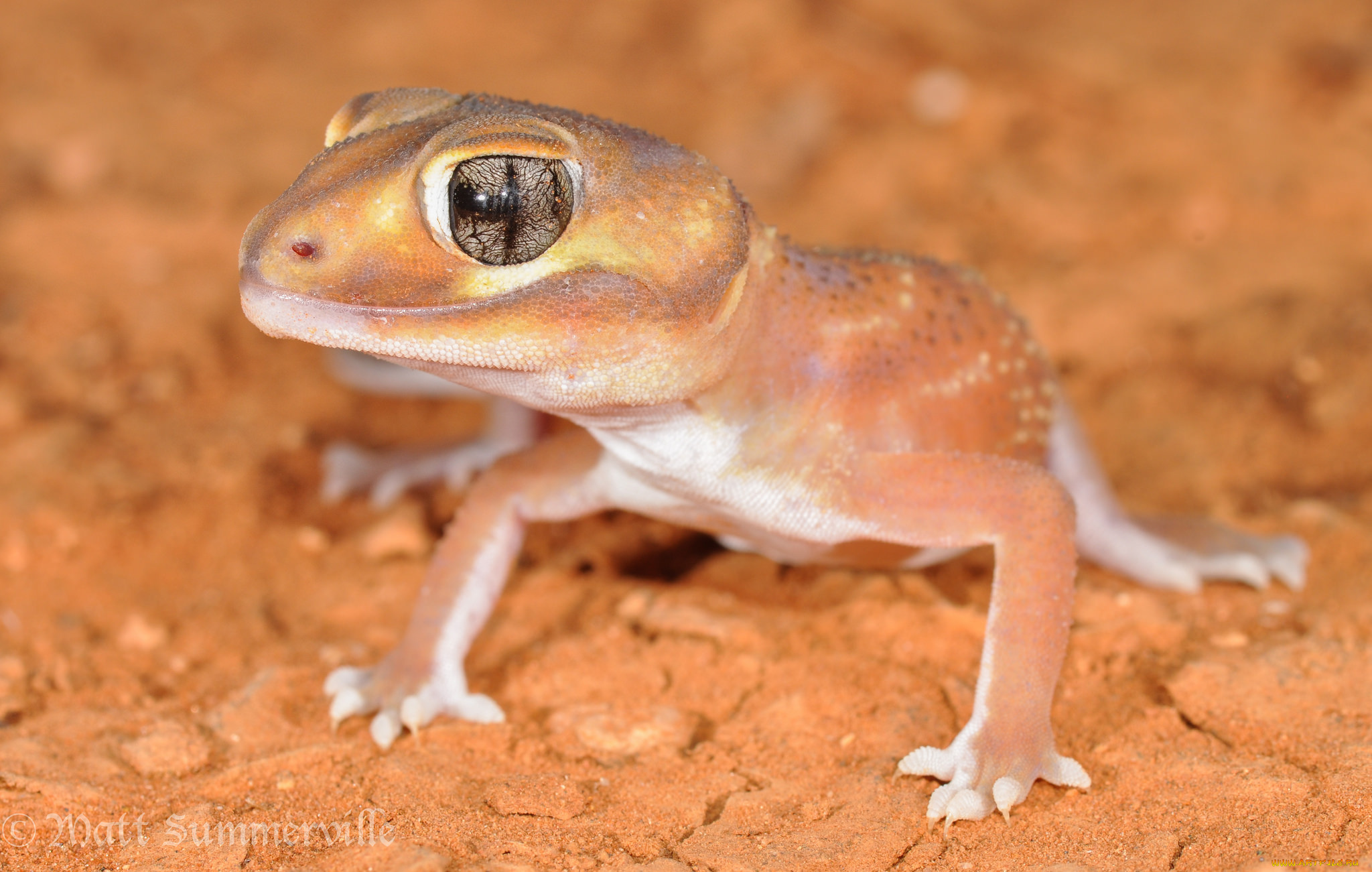 животные, Ящерицы, , игуаны, , вараны, ящерица, взгляд