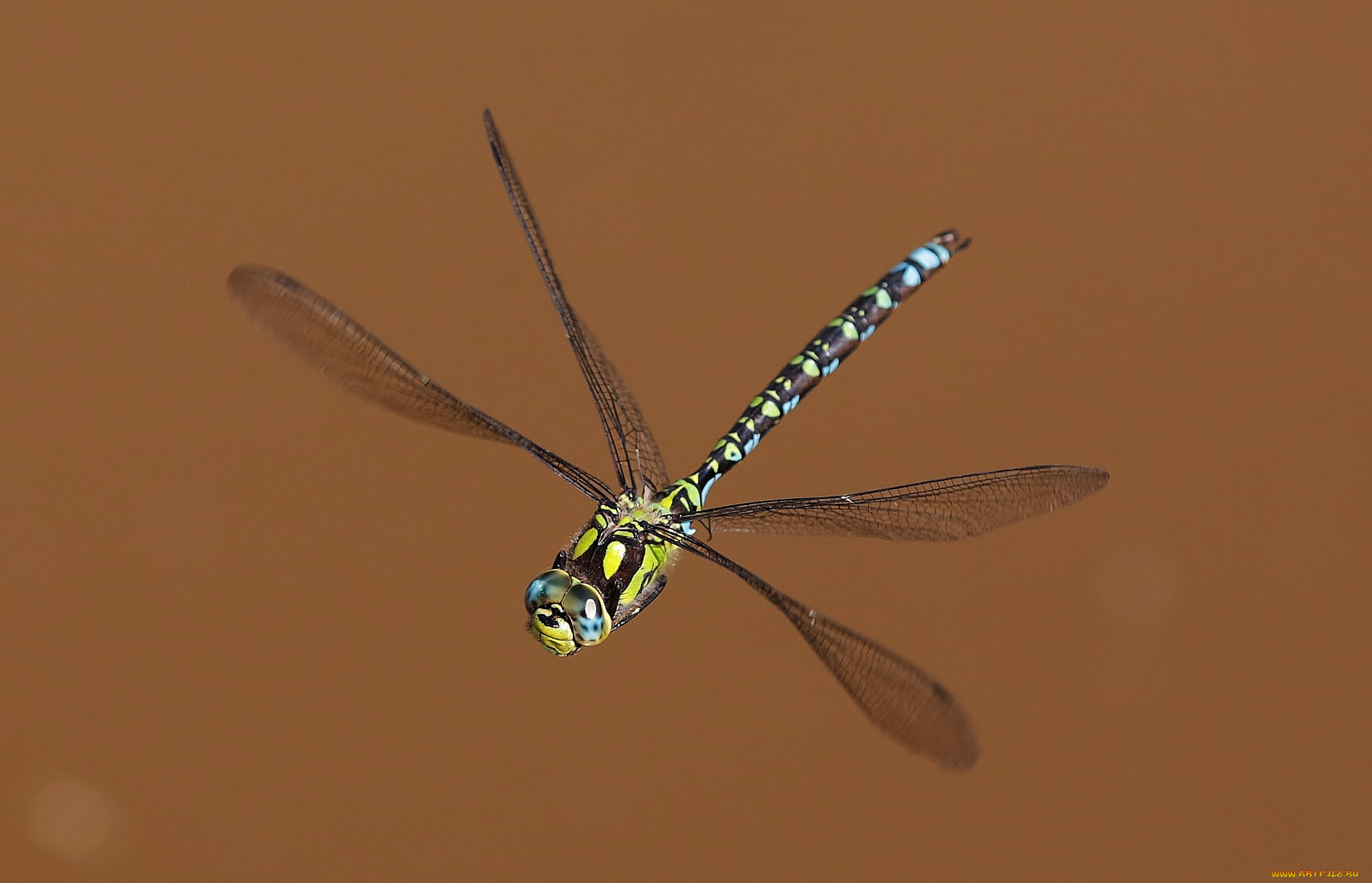 животные, стрекозы, фон, стрекоза