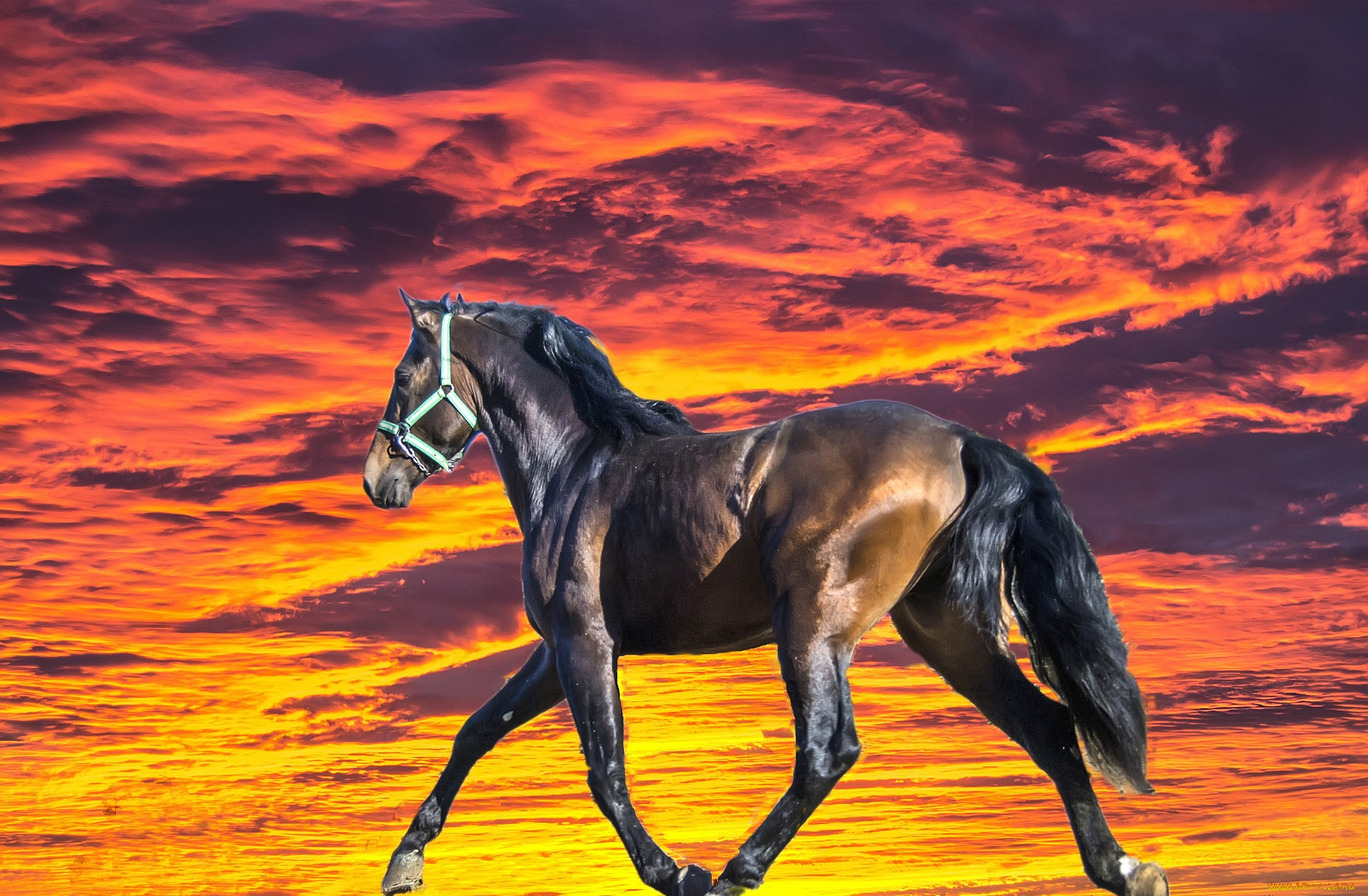 животные, лошади, лошадь