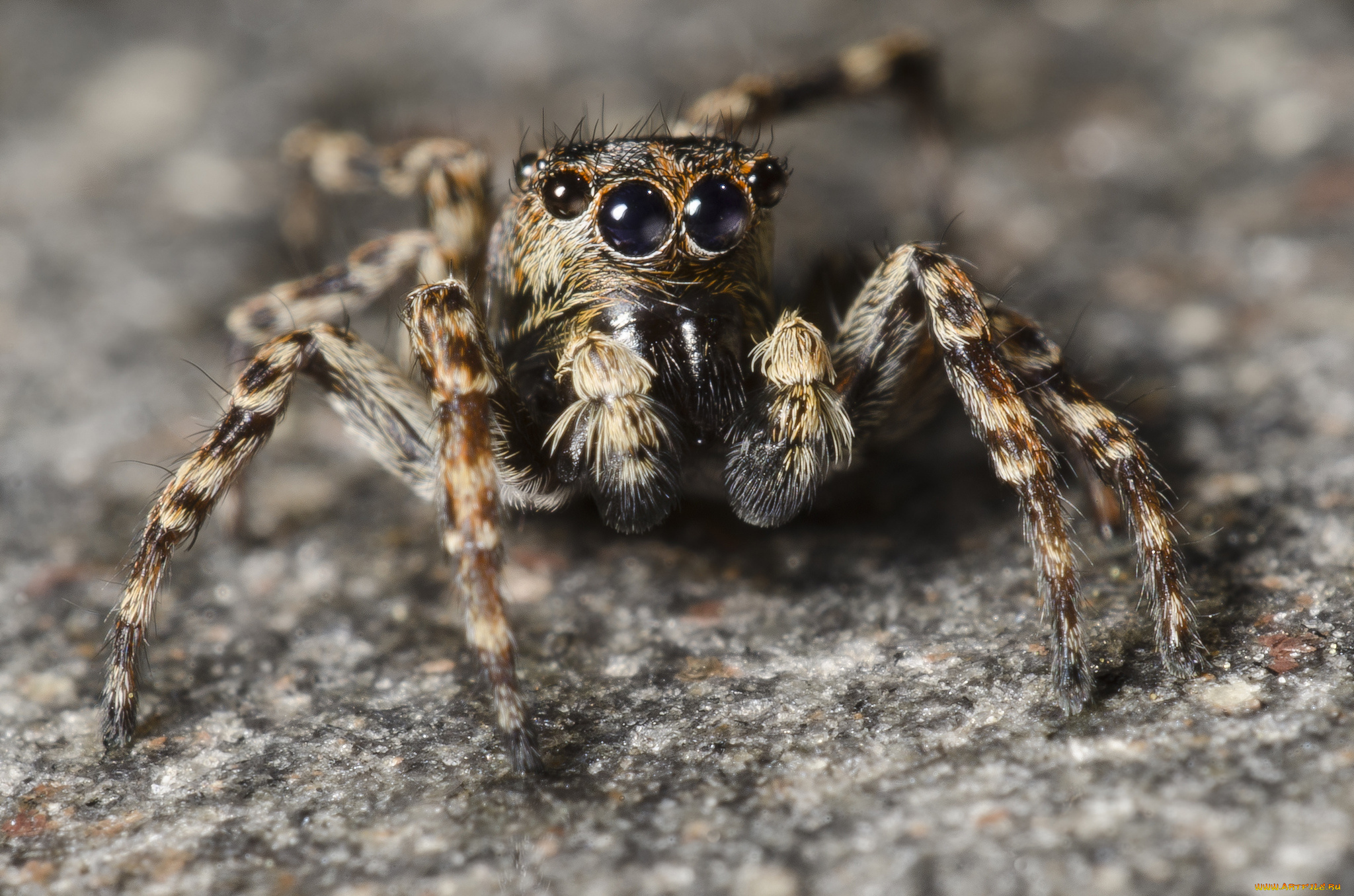 животные, пауки, паучок