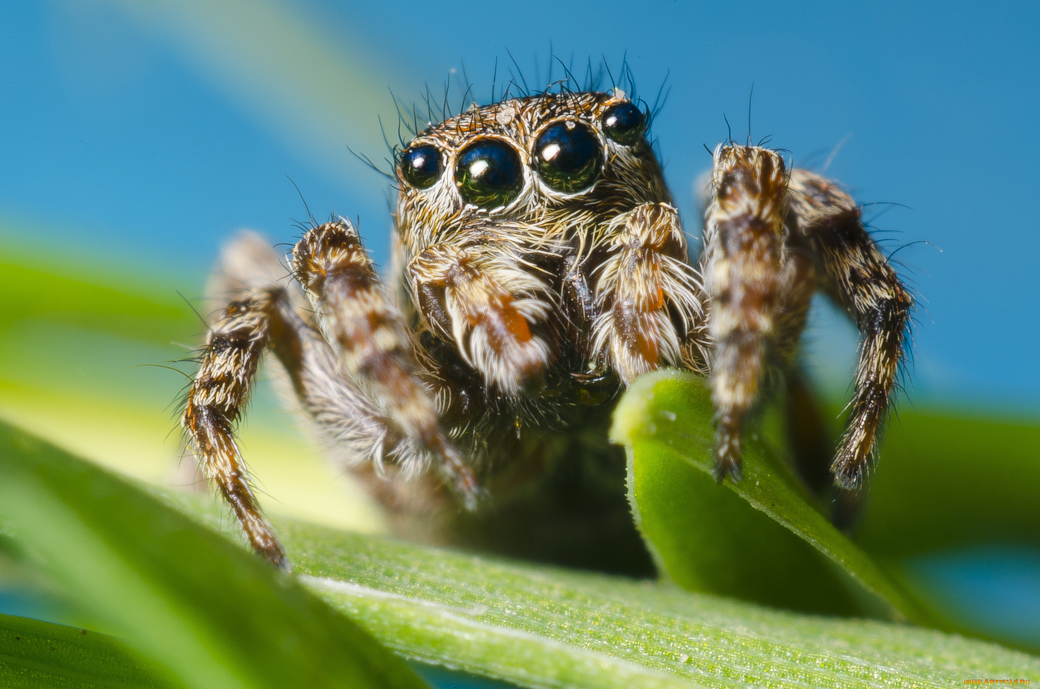 животные, пауки, паучок