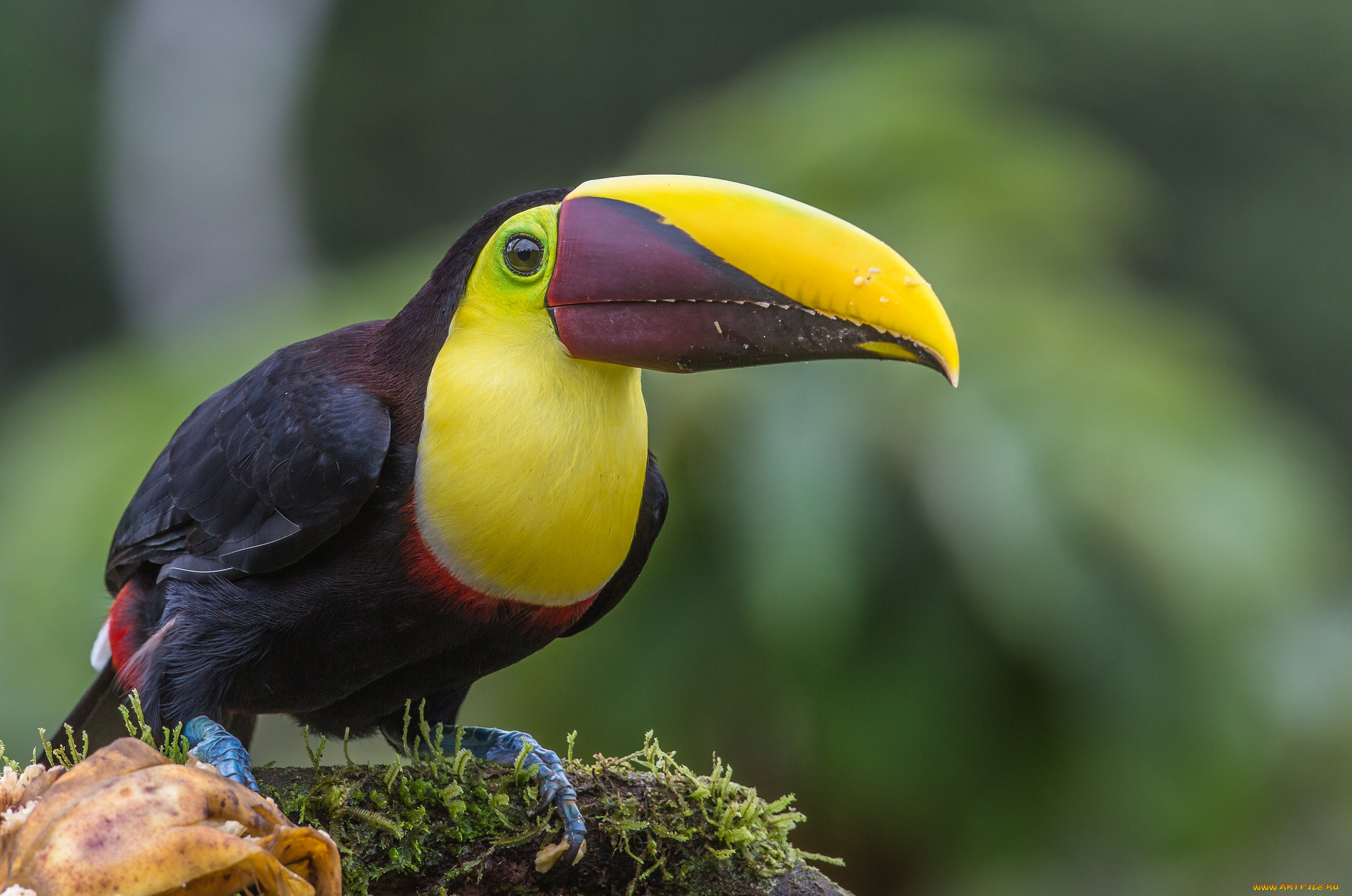 животные, туканы, тукан