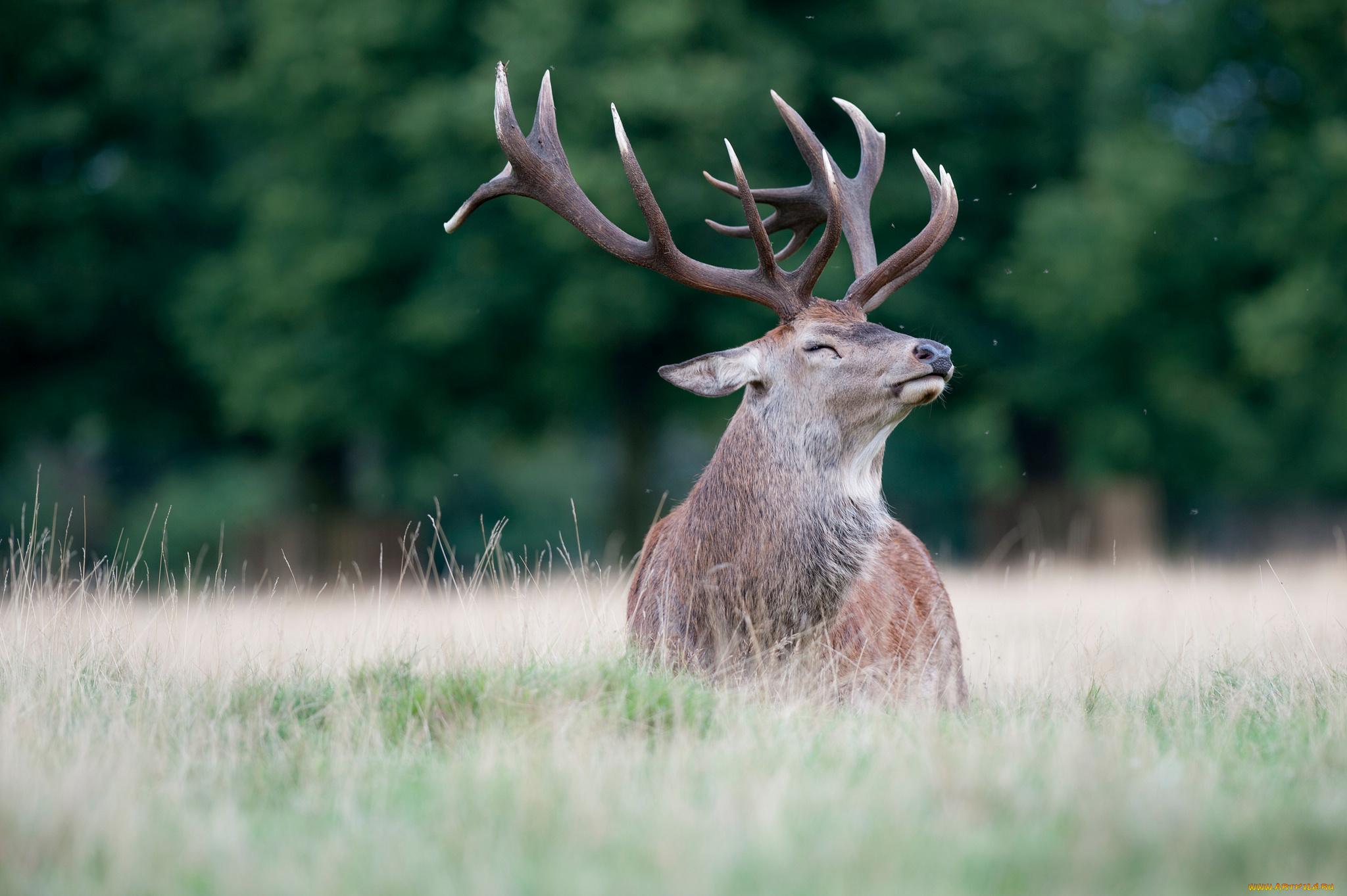 животные, олени, олень