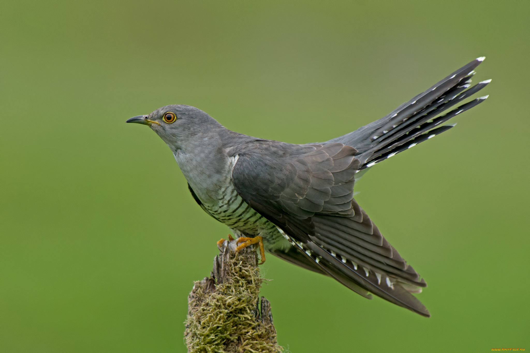 животные, птицы, кукушка