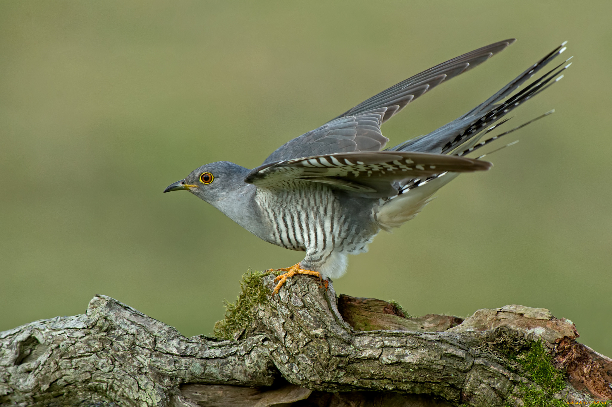 животные, птицы, кукушка