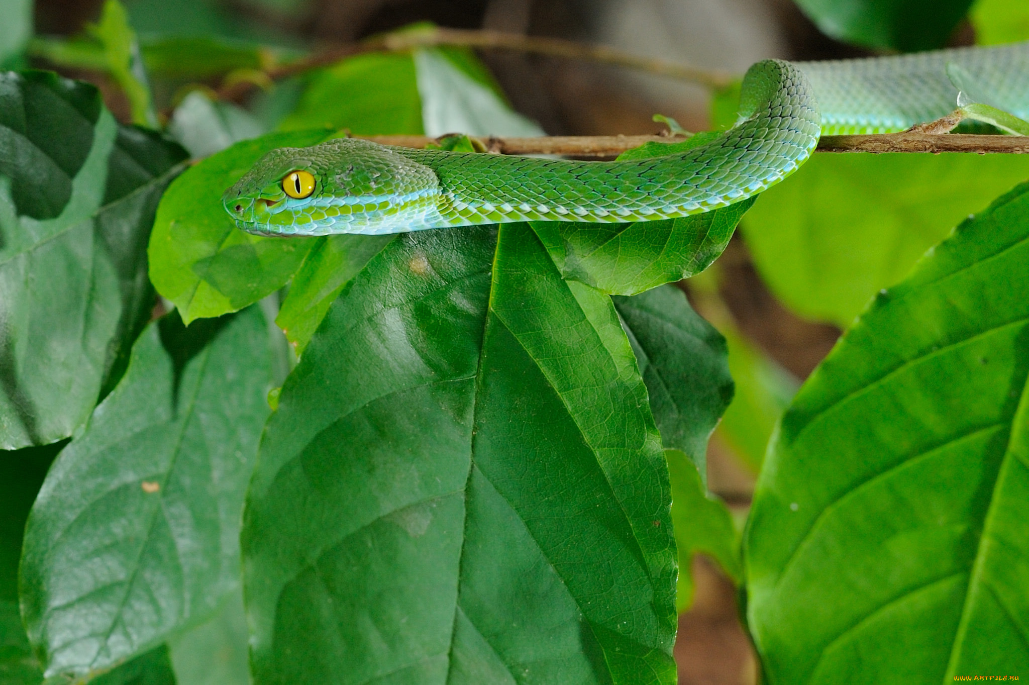 животные, змеи, , питоны, , кобры, змея, листья