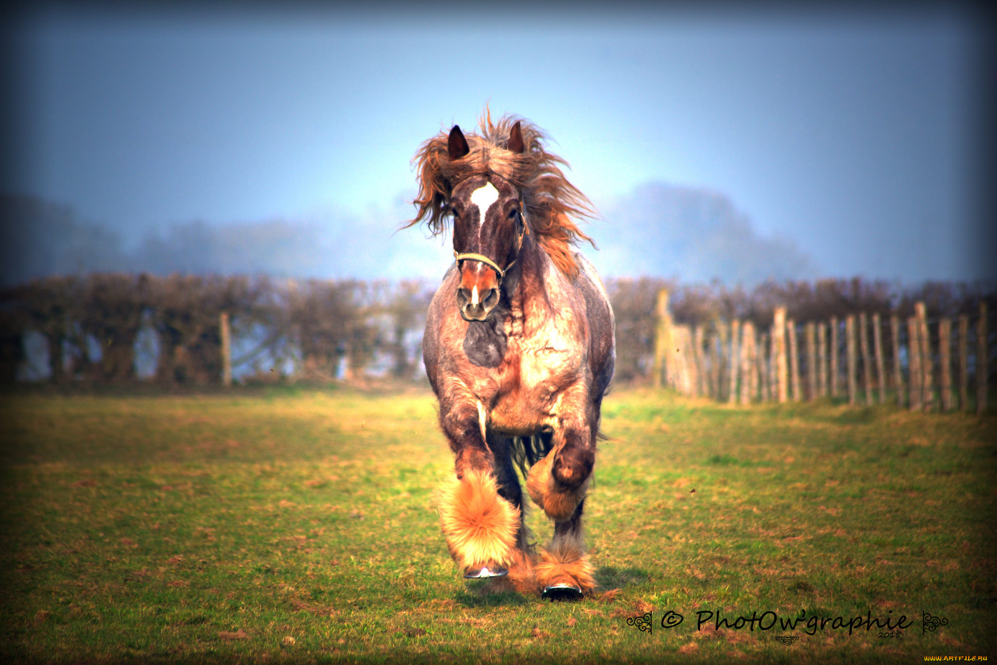 животные, лошади, конь
