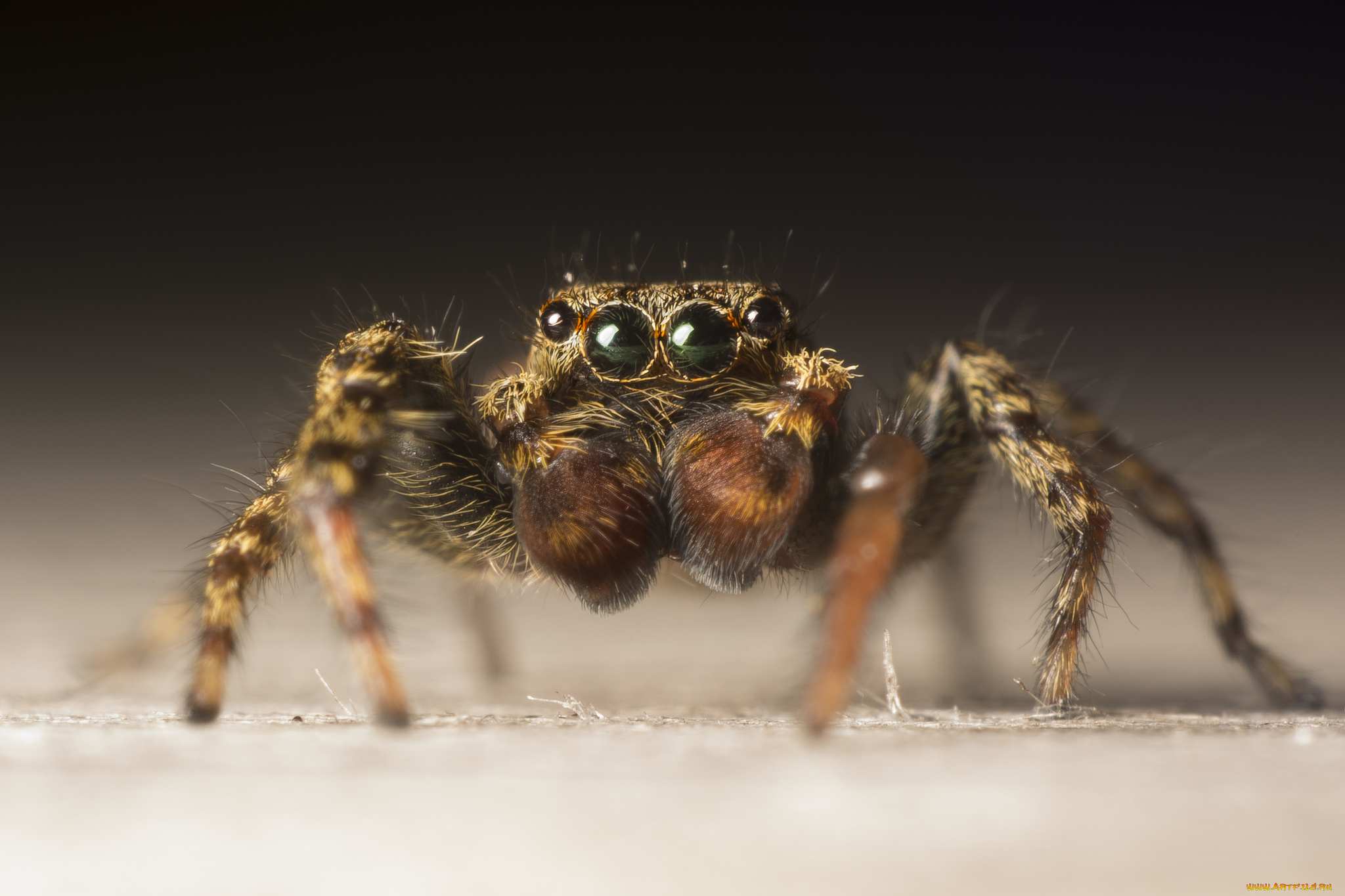 животные, пауки, паучок