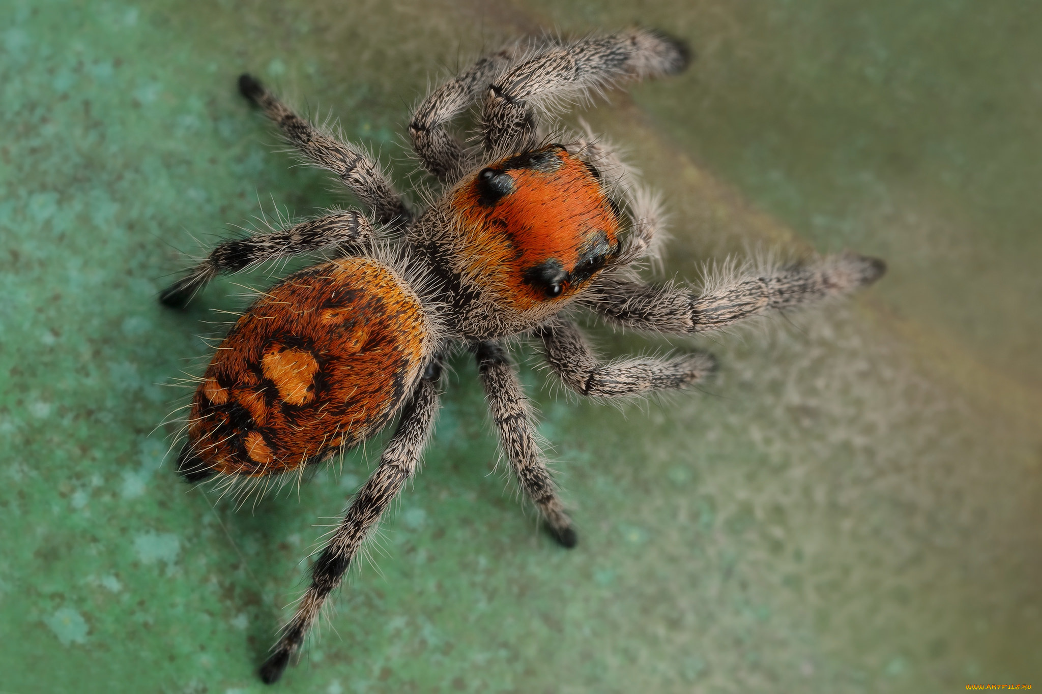 животные, пауки, паучок