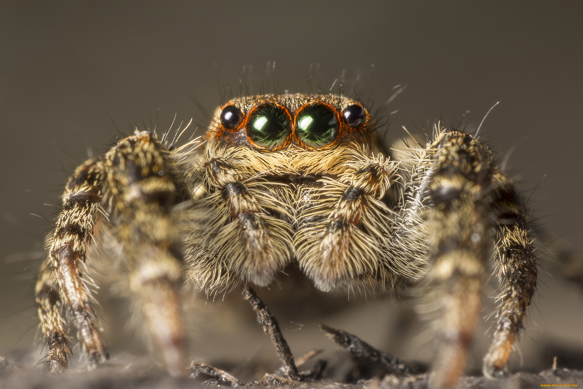 животные, пауки, паучок