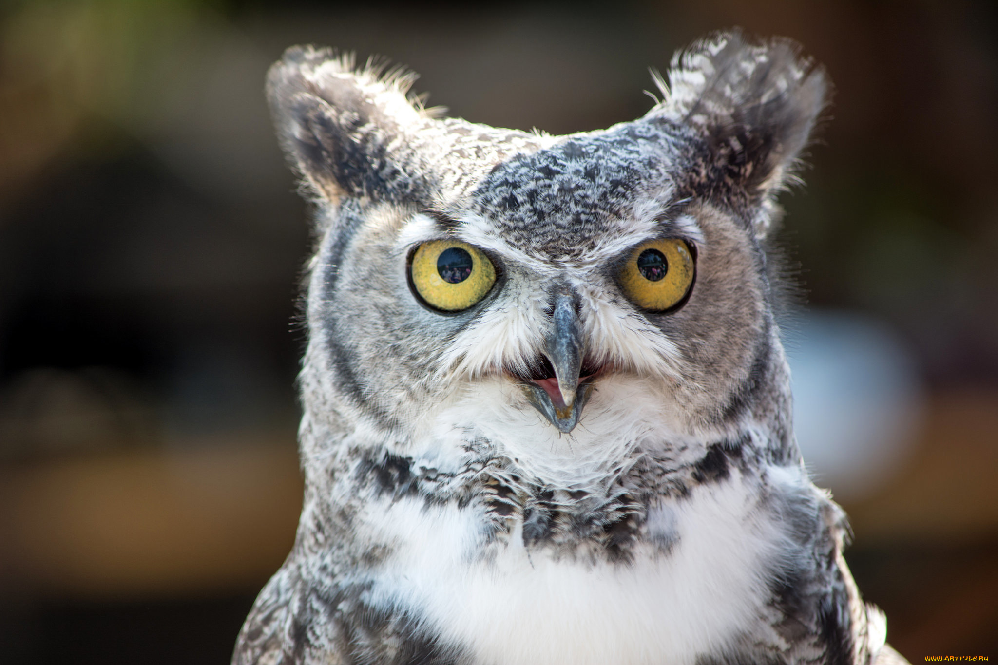 животные, совы, взгляд, глазища, птица, сова, виргинский, филин
