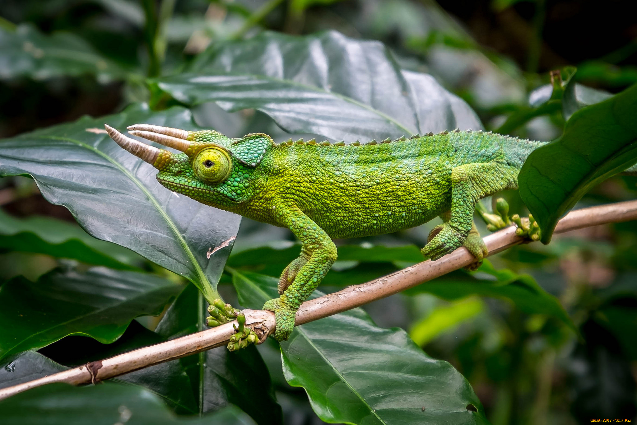 животные, хамелеоны, хамелеон