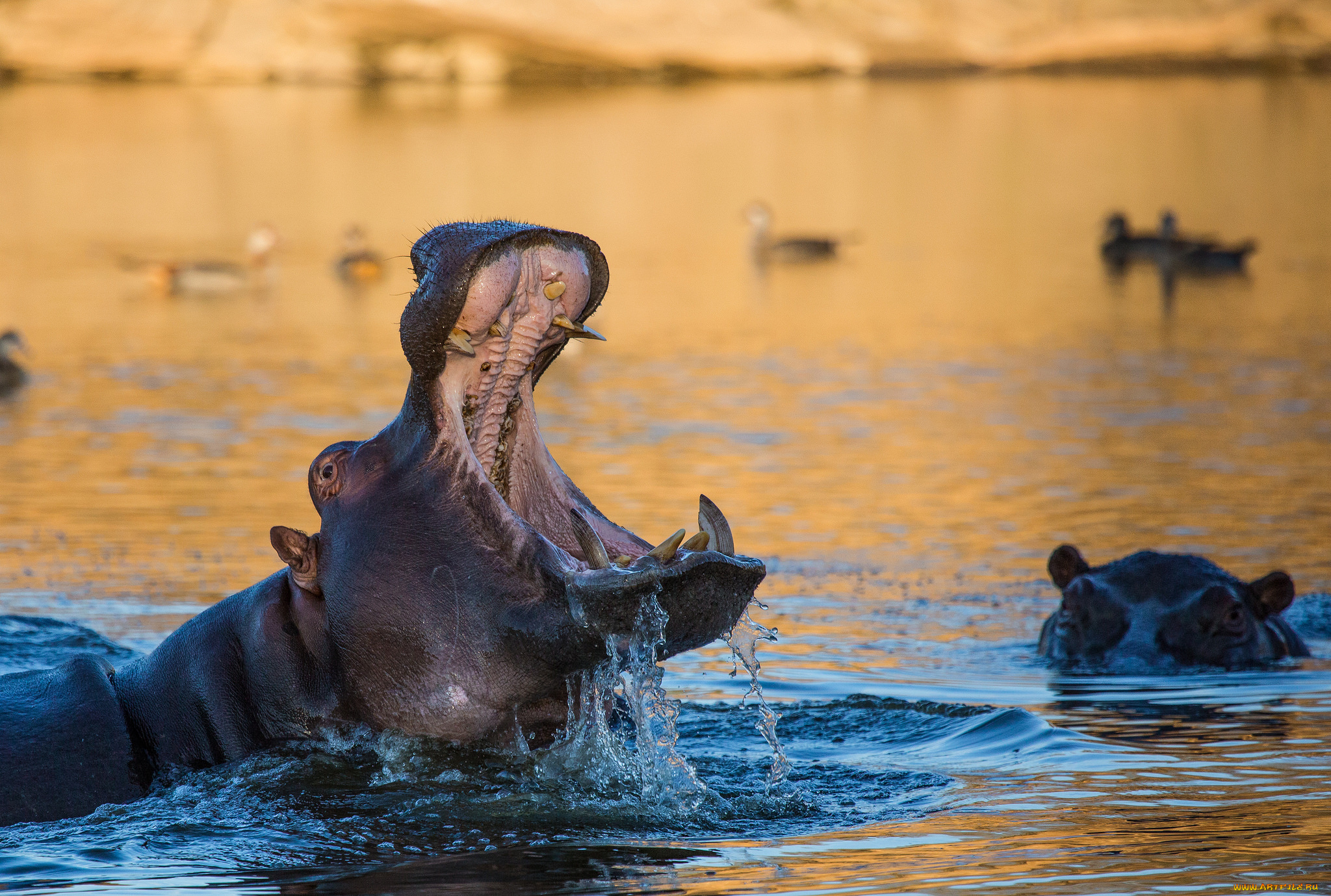 животные, богомолы, гиппопотам