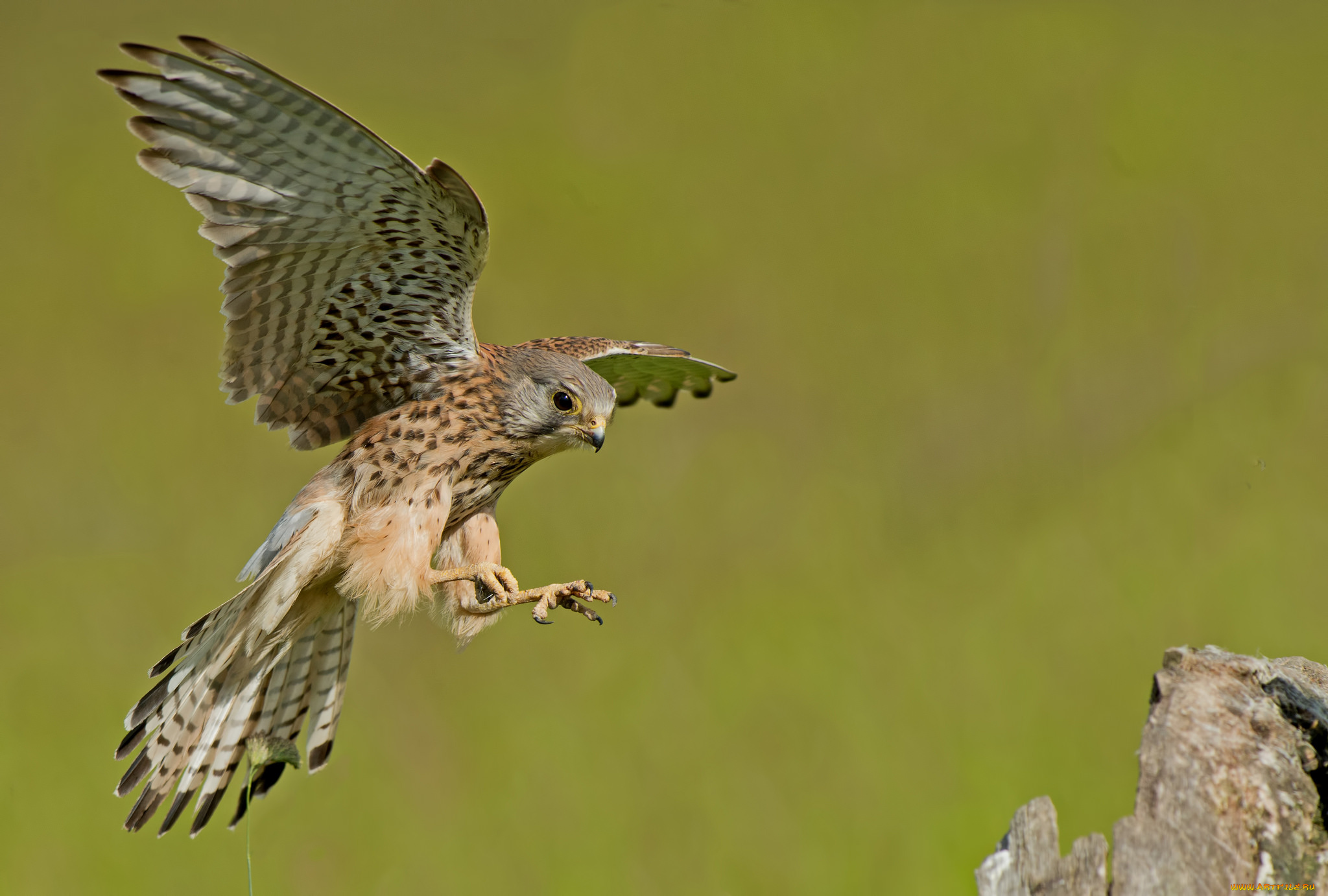 пустельга, животные, птицы, -, хищники, птичка