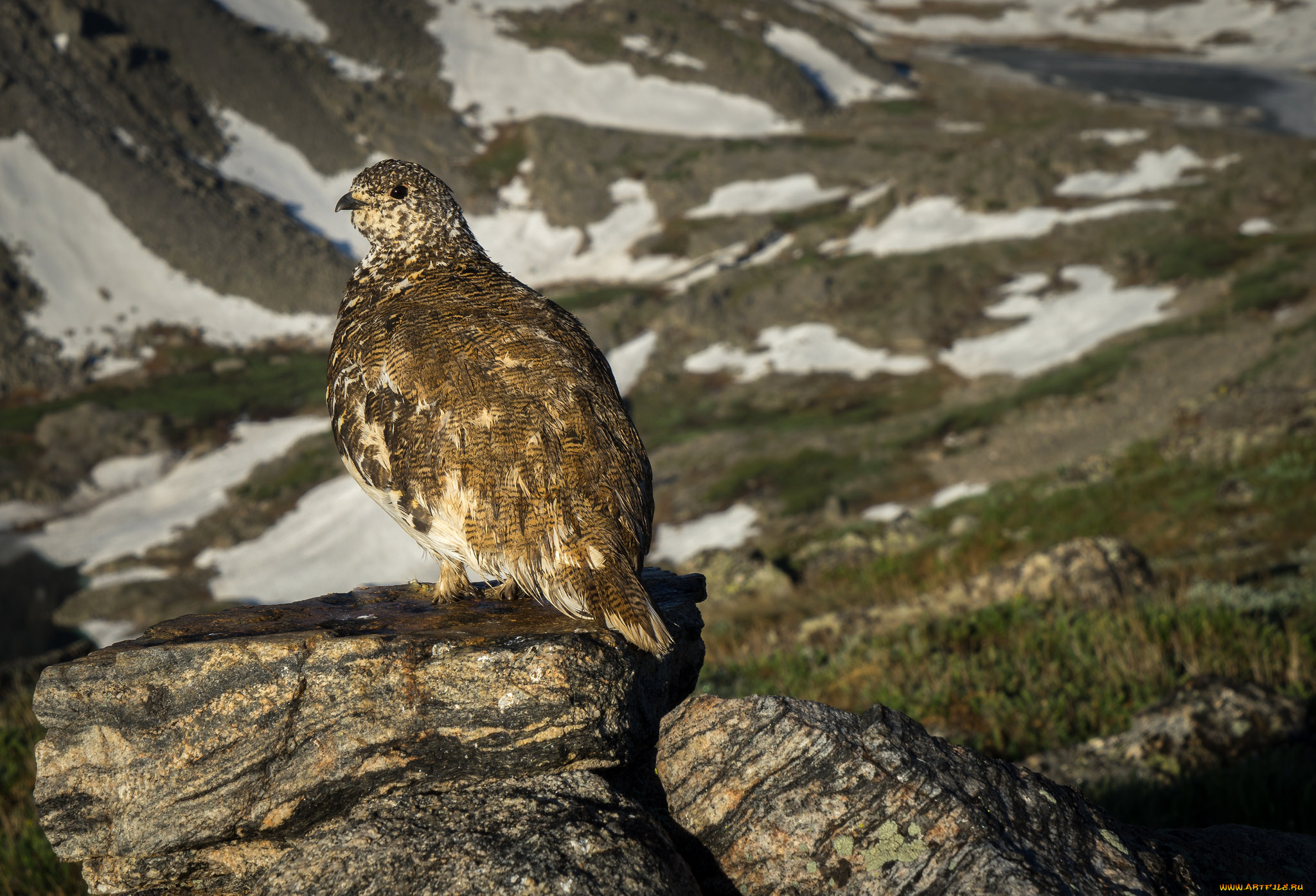 животные, птицы, перепёлка
