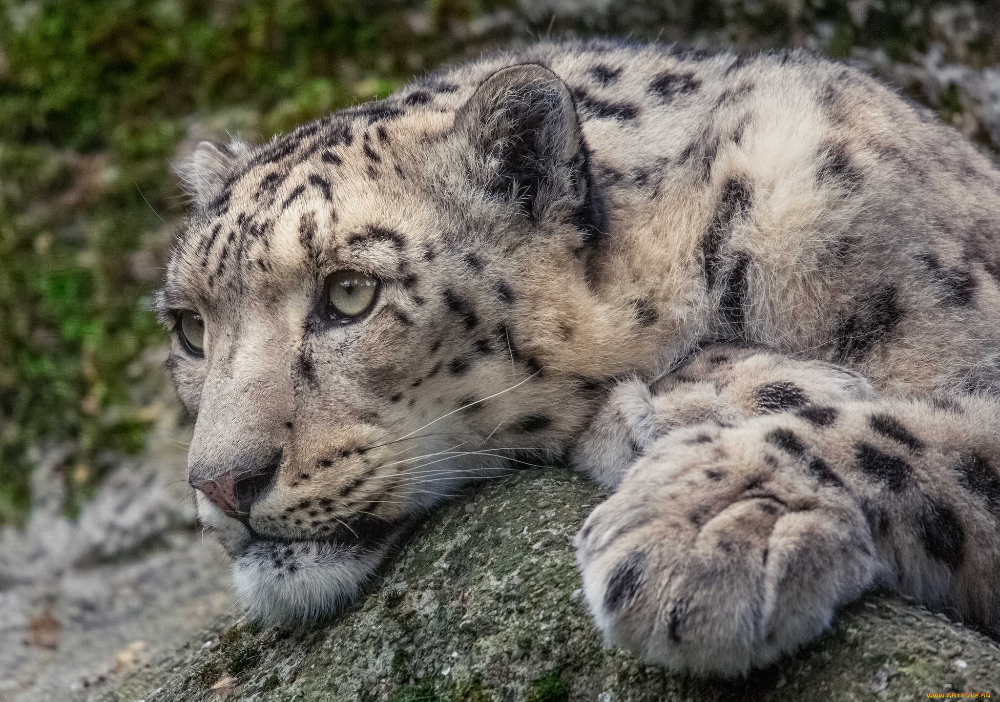 snow, leopard, животные, снежный, барс, , ирбис
