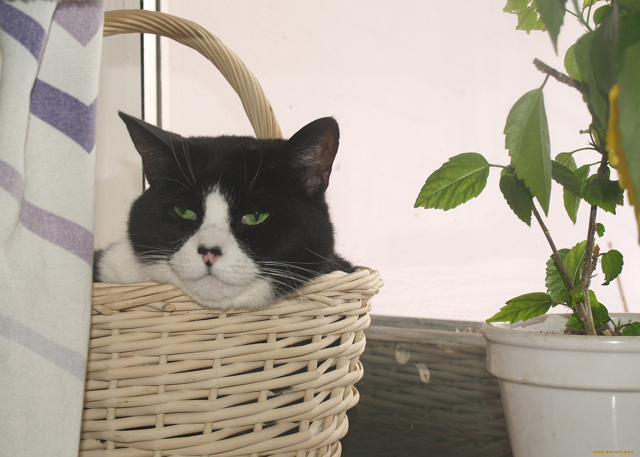 животные, коты, усы, корзина, ушки, взгляд, киса, коте