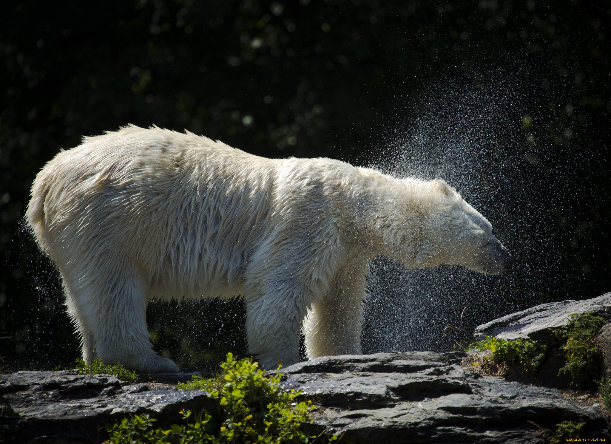 животные, медведи, медведь, белый
