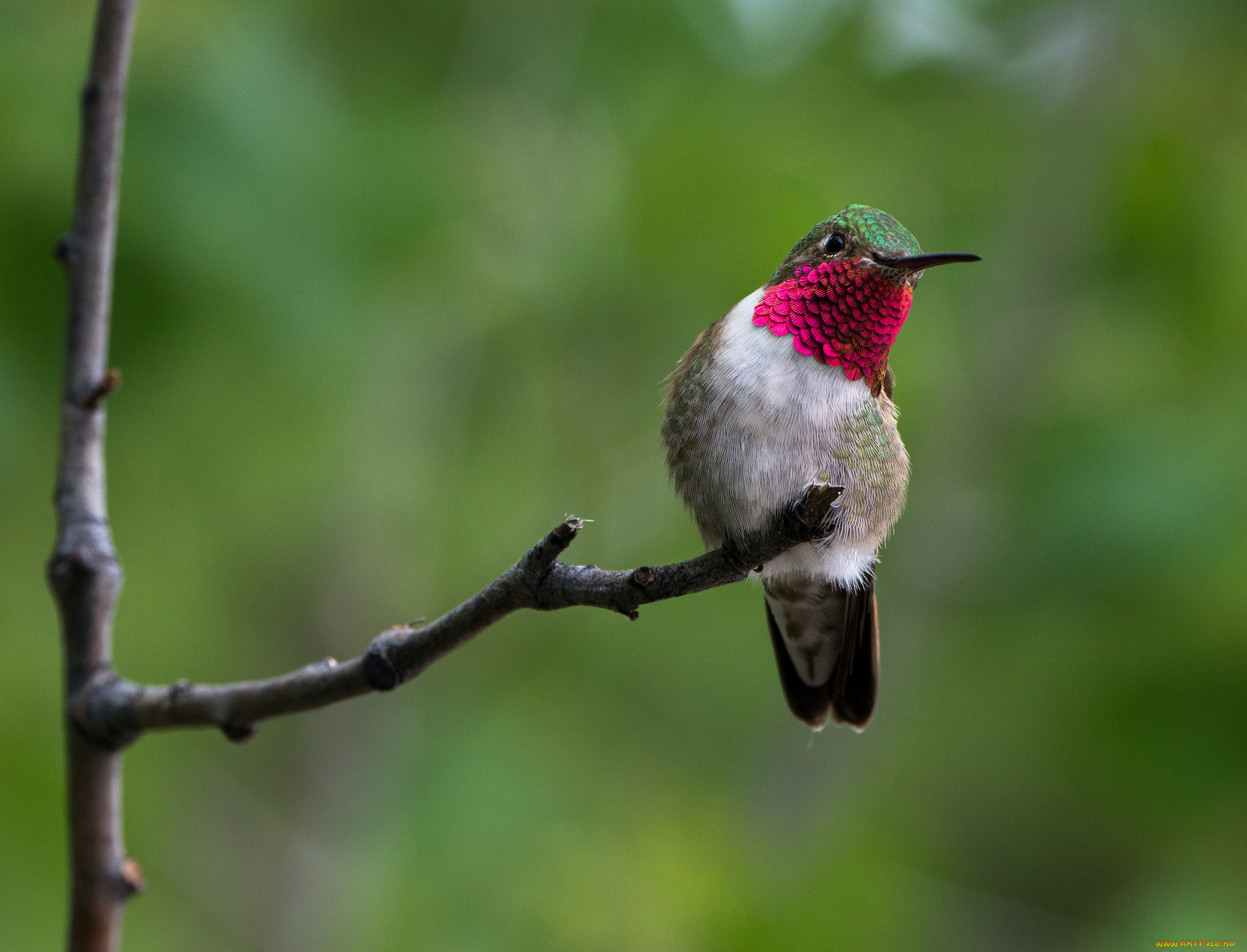 животные, колибри, фон, ветка