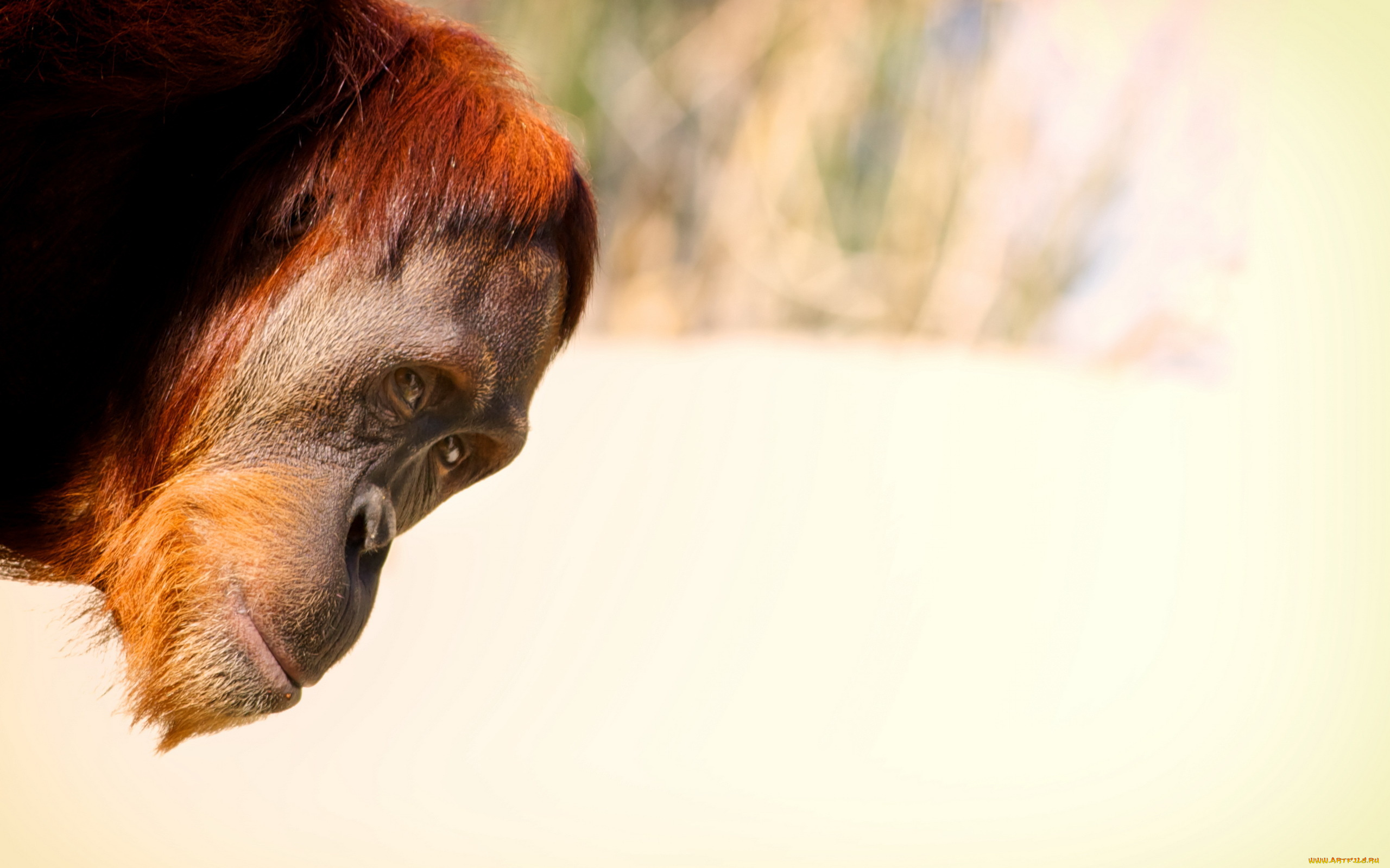 животные, обезьяны, орангутанг, голова, обезьяна