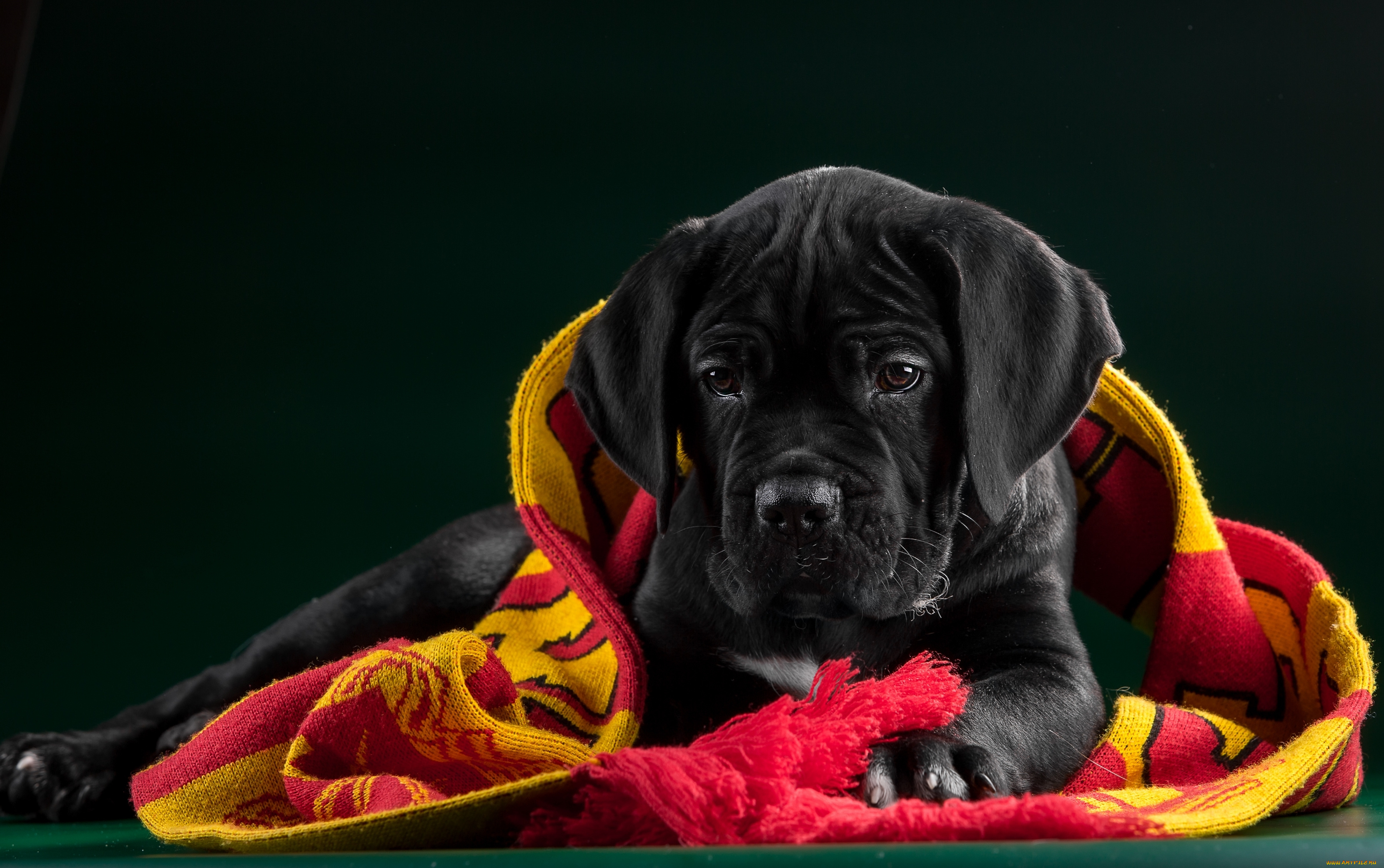 животные, собаки, кане-корсо, щенок, ткань, черный