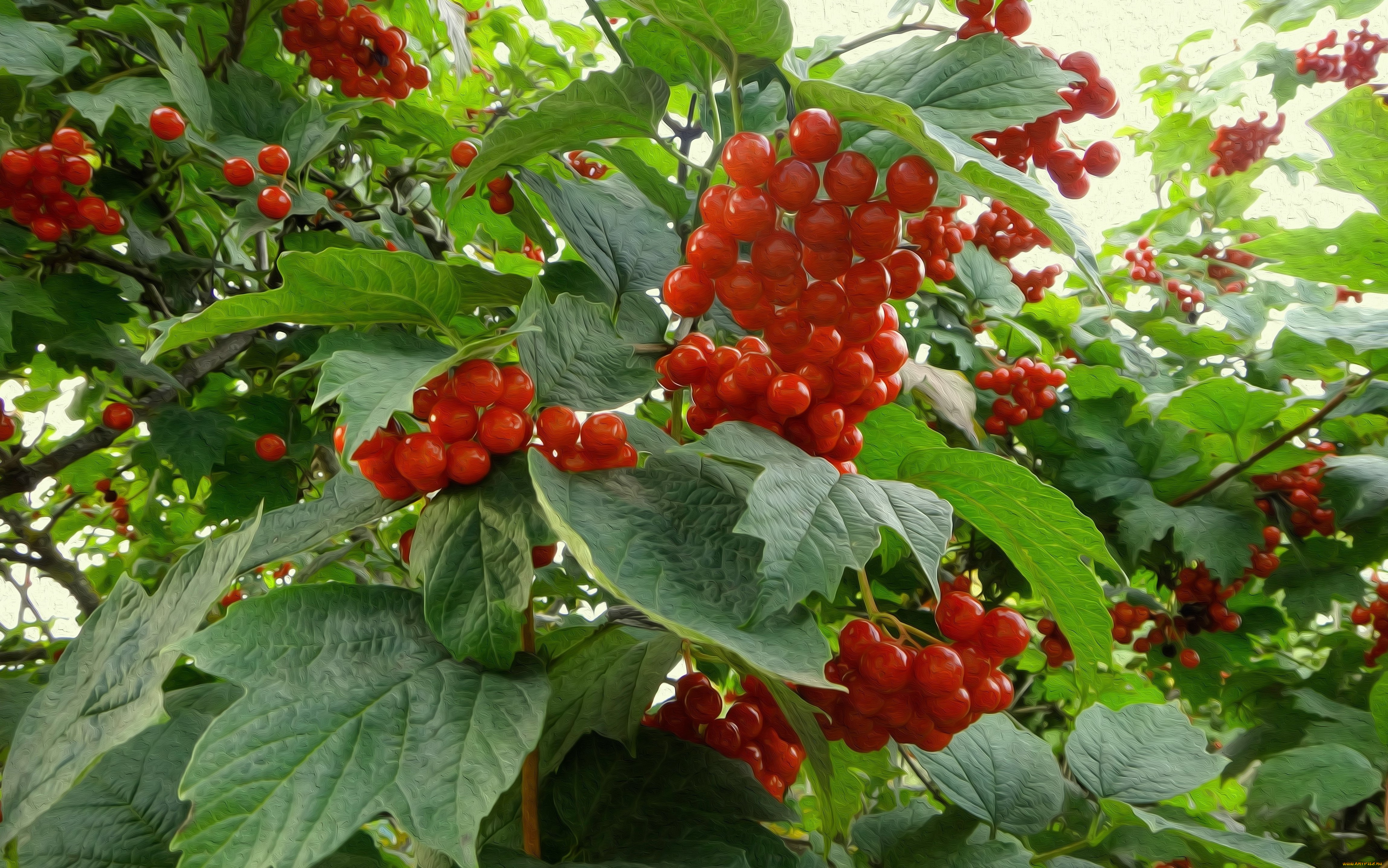 разное, компьютерный, дизайн, листья, калина, ягоды