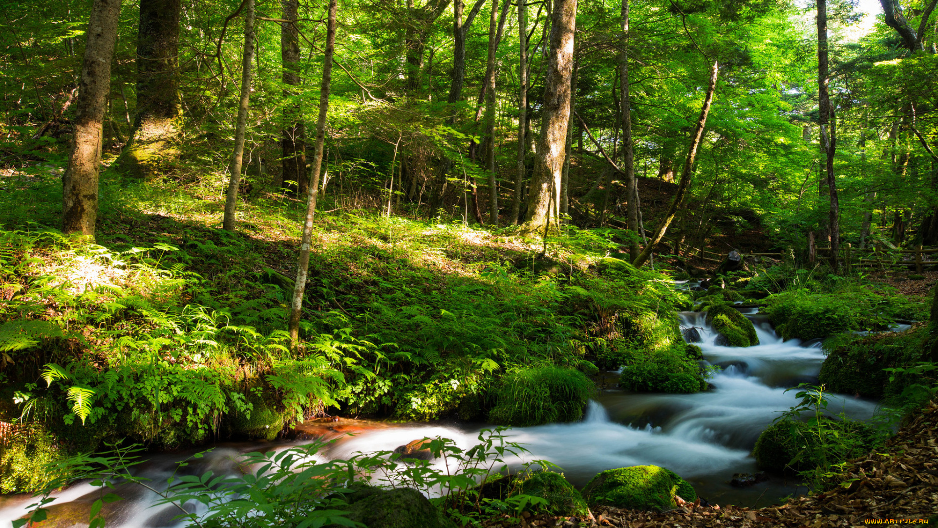 природа, реки, озера, лес, река