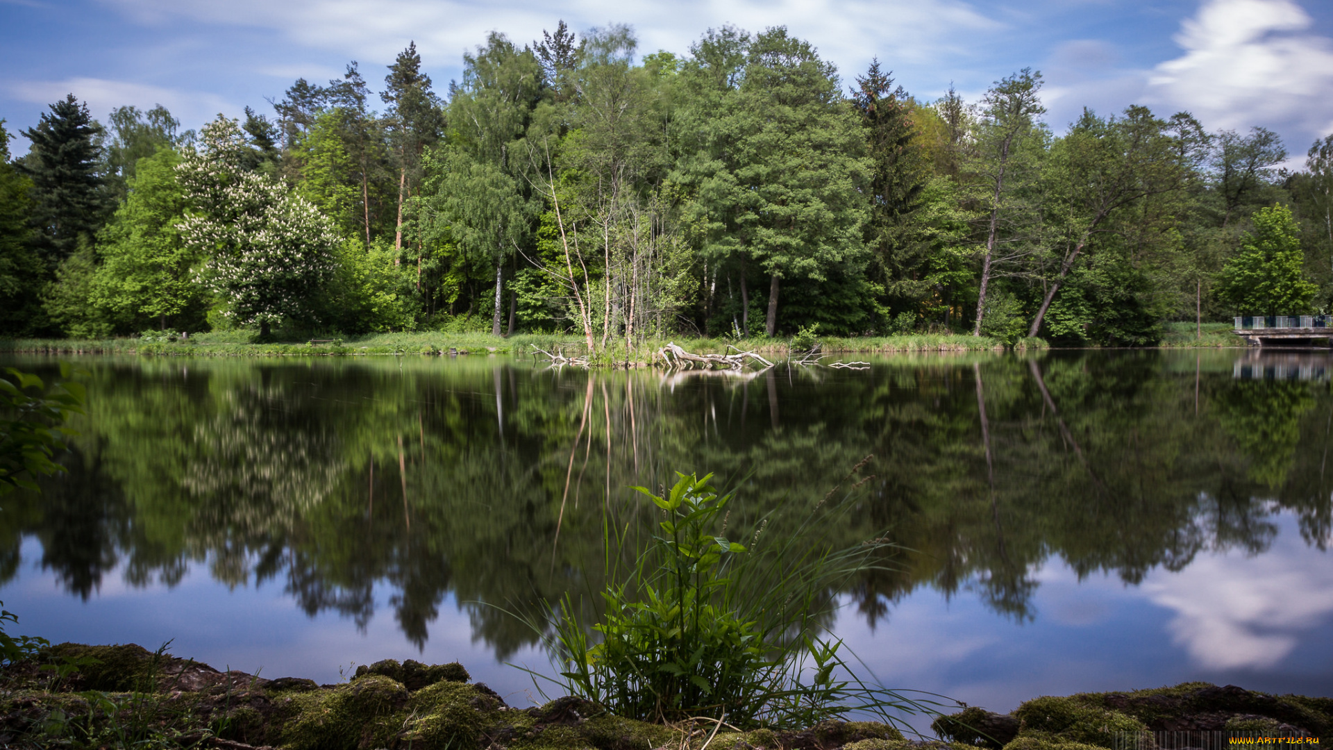 природа, реки, озера, река, лес